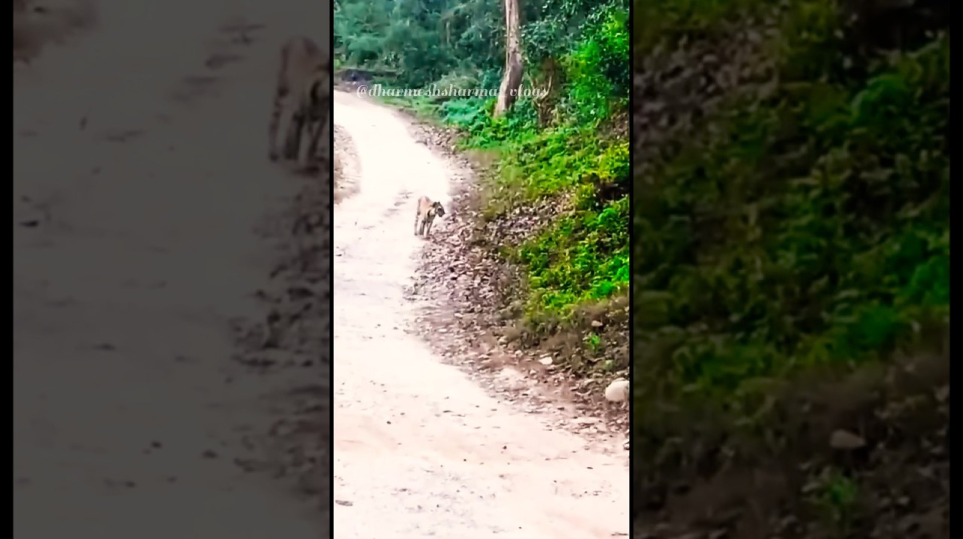 #tiger Sighting At Sonanadi Zone #shorts #jimcorbett #animals #nationalpark #wildlife #trending #yt #tiger Sighting At Sonanadi Zone #shorts #jimcorbett #animals #nationalpark #wildlife #trending #yt
