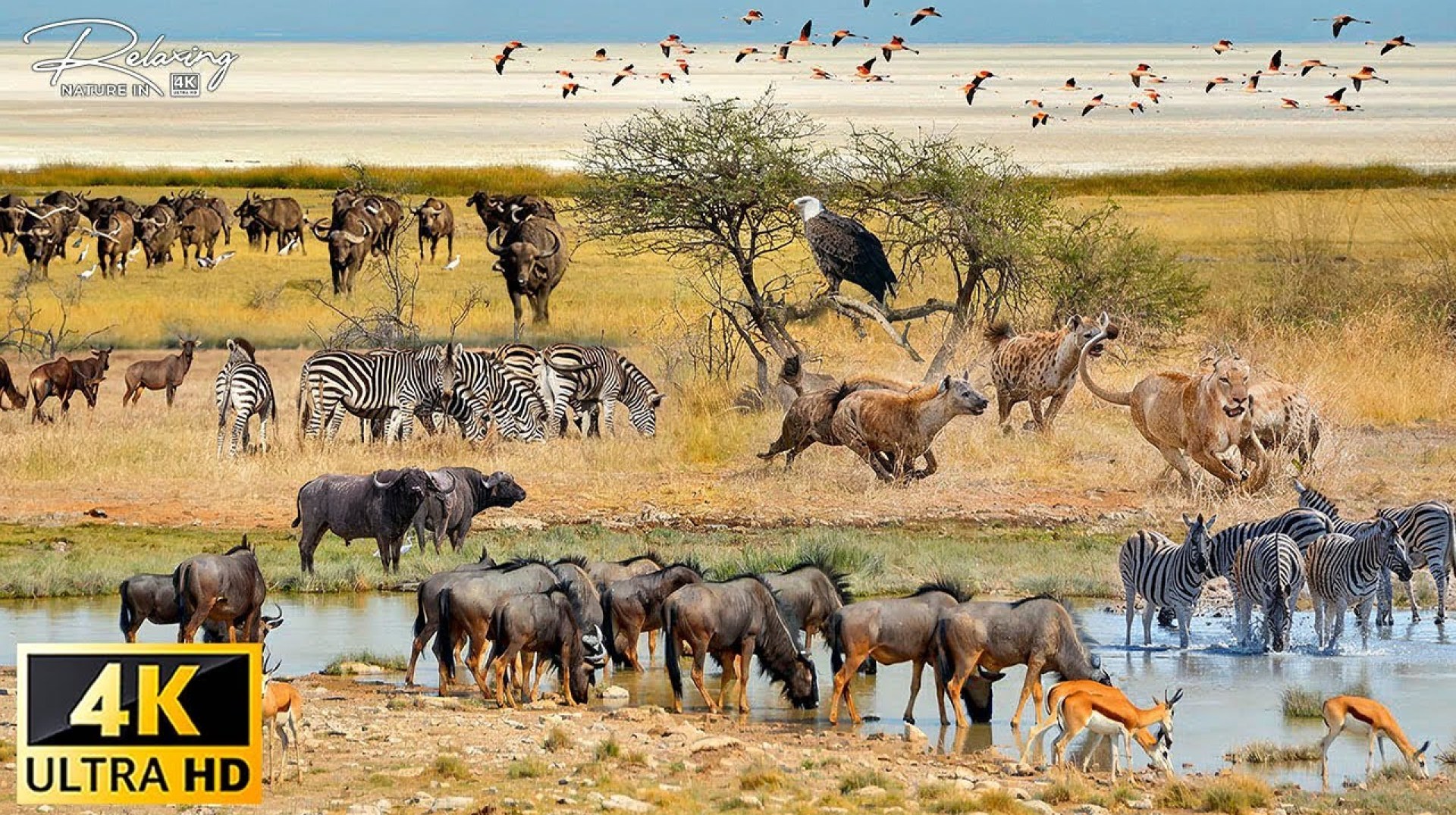 4K African Wildlife: Mortal Combat | Survival in the wild in Africa | Nature Animal Documentary 4K African Wildlife: Mortal Combat | Survival in the wild in Africa | Nature Animal Documentary