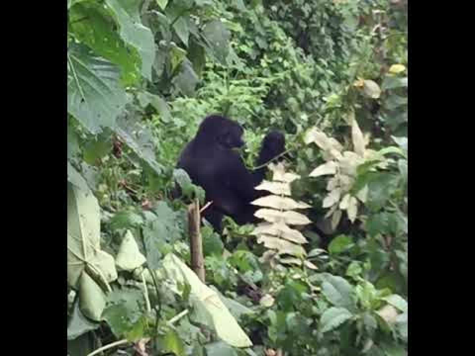 Gorilla Trekking – Bwindi (Rushaga), Uganda Video 17 Gorilla Trekking – Bwindi (Rushaga), Uganda Video 17