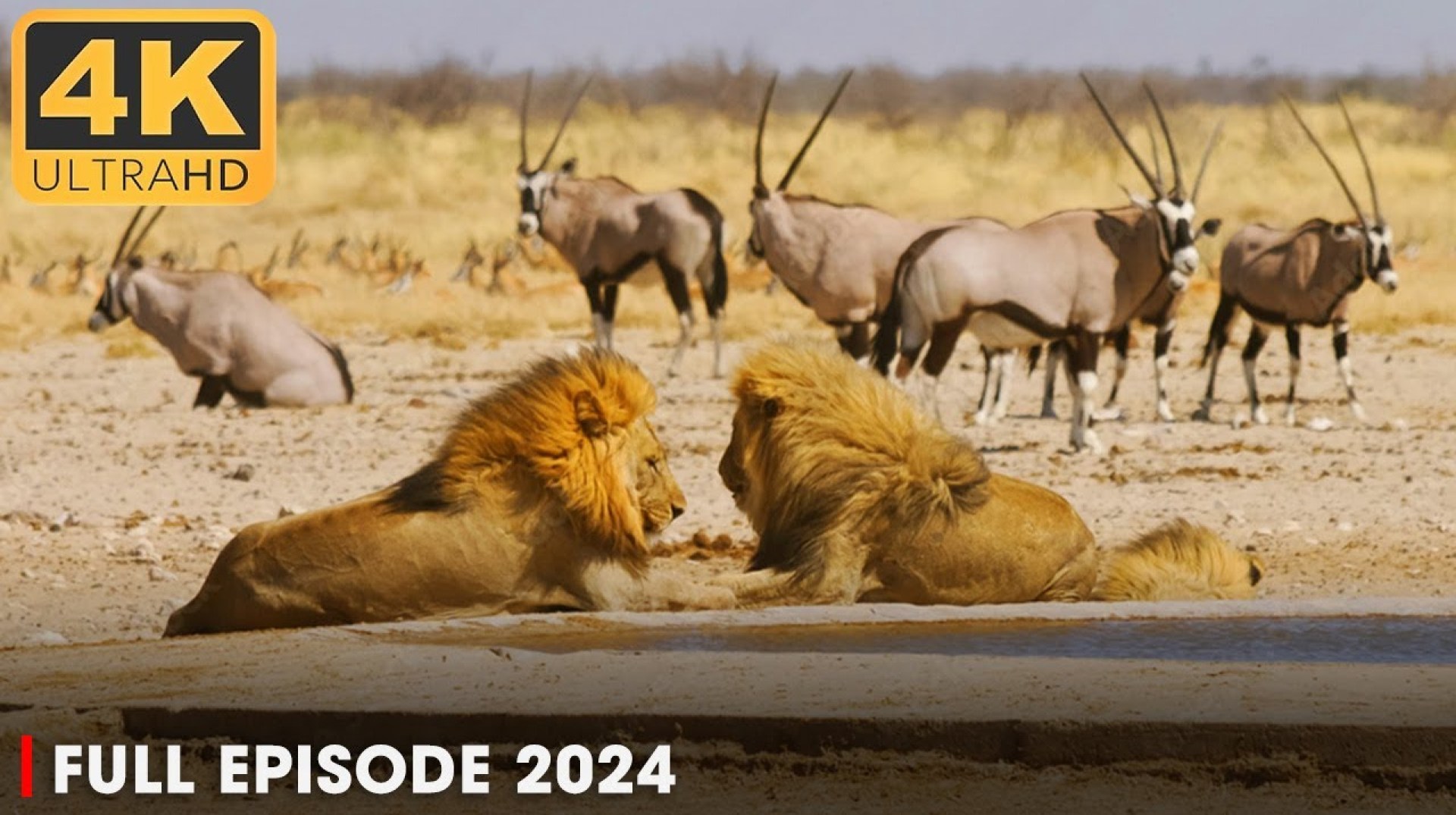 WILD AFRICA | Battle for Survival in Predator Territory | Nature Animal Documentary WILD AFRICA | Battle for Survival in Predator Territory | Nature Animal Documentary