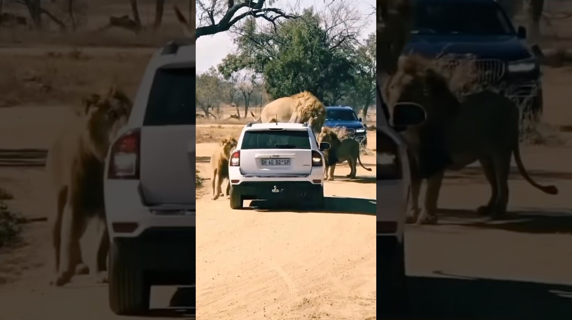 Angry Wild Lions Charged at The Automobile || #lion #wildlife #trending #viralvideo #shorts Angry Wild Lions Charged at The Automobile || #lion #wildlife #trending #viralvideo #shorts