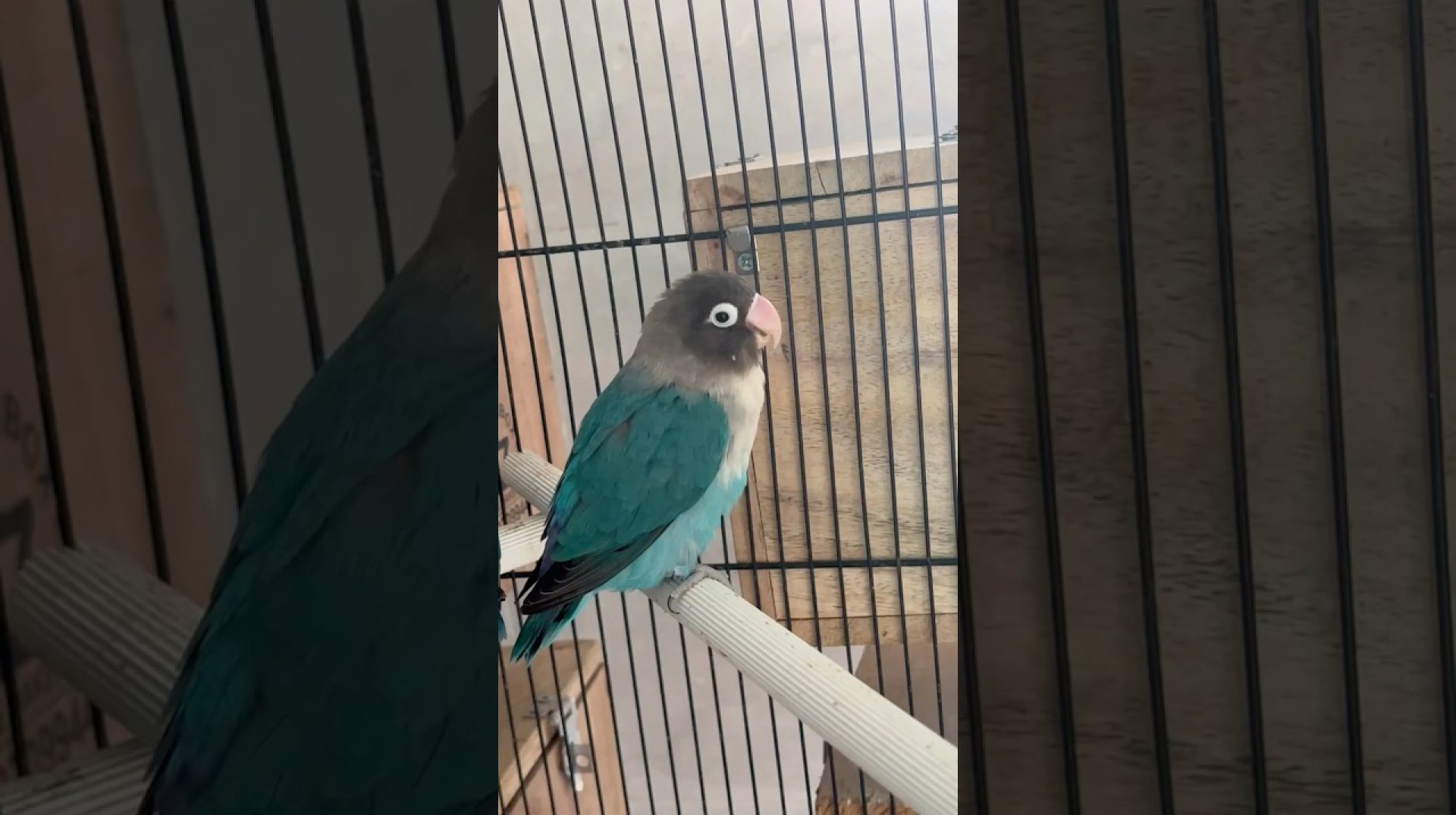 All About Blue Masked Fischer Lovebirds Parents All About Blue Masked Fischer Lovebirds Parents