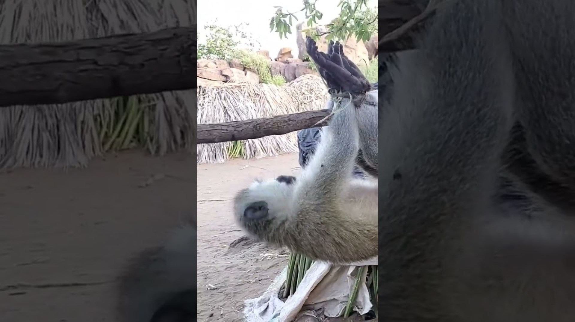 Monkeys caught by the Hadzabe hunters for stew | Africa nature documentary #hadzabe #shortsfeed #wwe Monkeys caught by the Hadzabe hunters for stew | Africa nature documentary #hadzabe #shortsfeed #wwe
