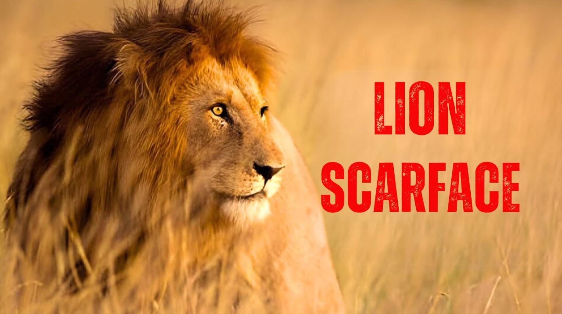 Scarface – The Most Famous Lion in the World Scarface – The Most Famous Lion in the World