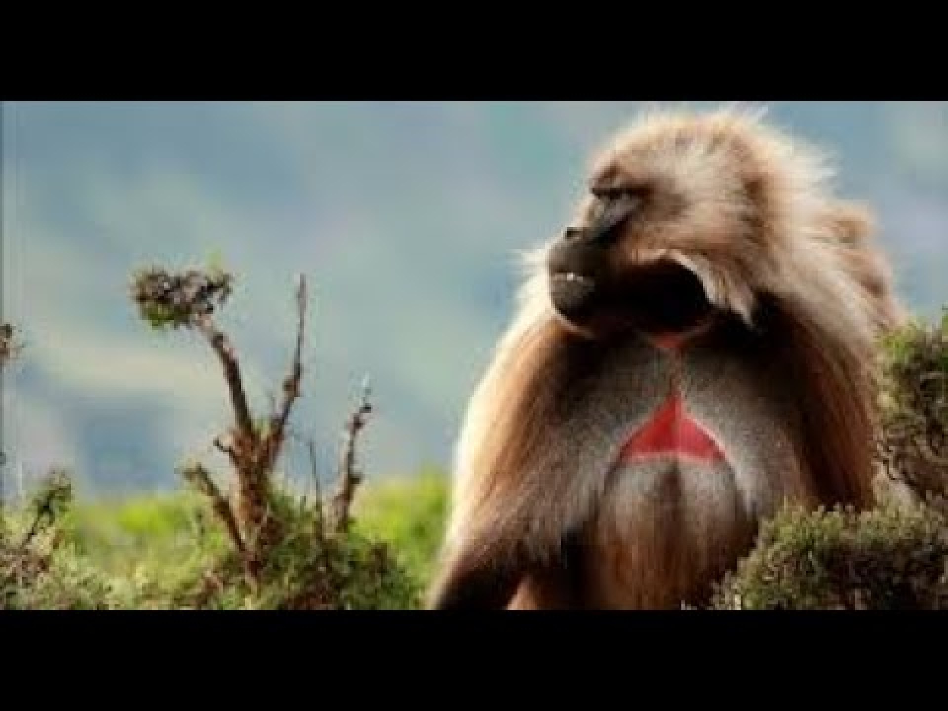 Gelada baboon in Simien Mountains National Park, Northern Ethiopia Gelada baboon in Simien Mountains National Park, Northern Ethiopia