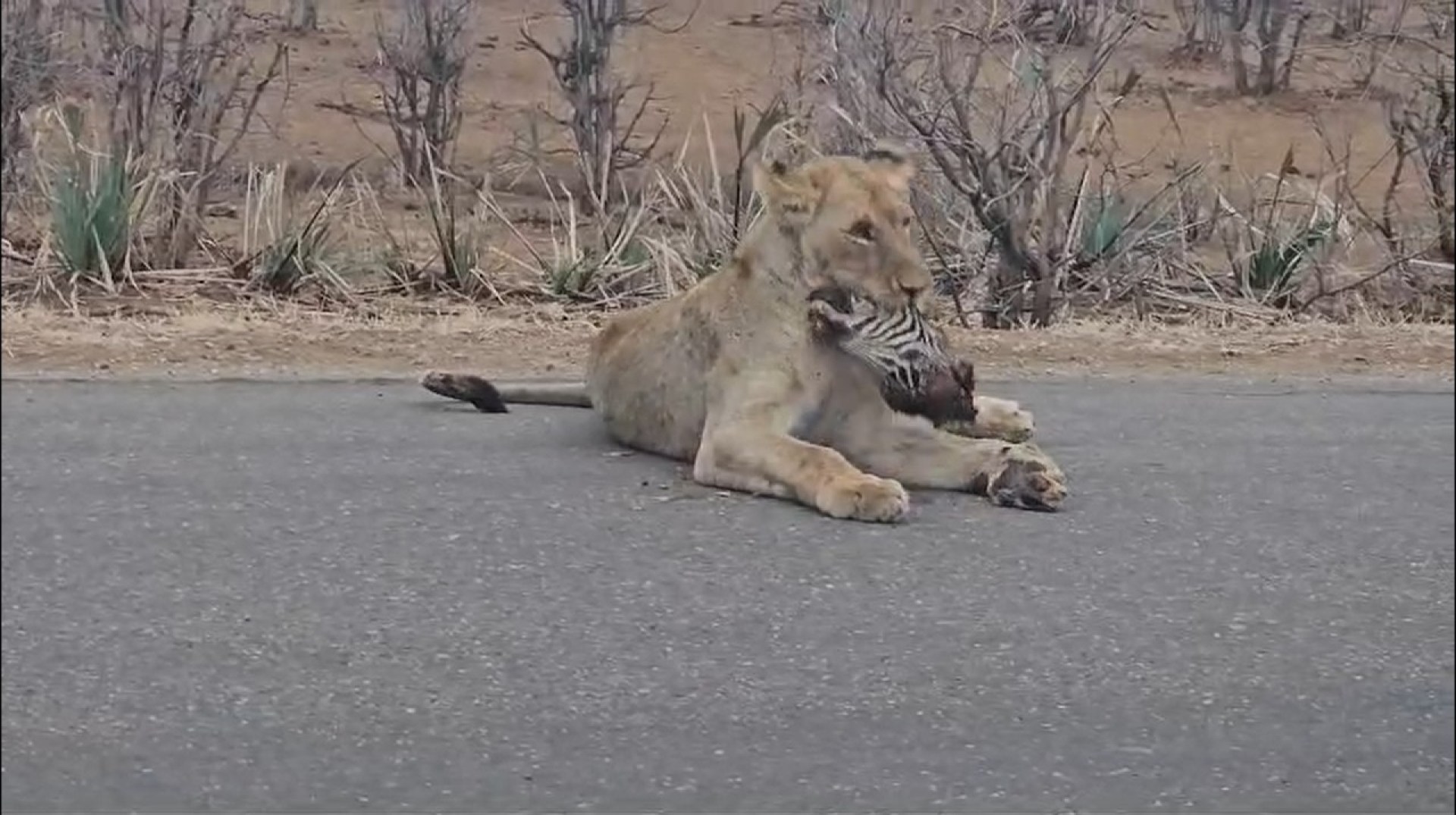 Kruger National Park Safari SECRETS You Won't Hear Elsewhere! Kruger National Park Safari SECRETS You Won't Hear Elsewhere!