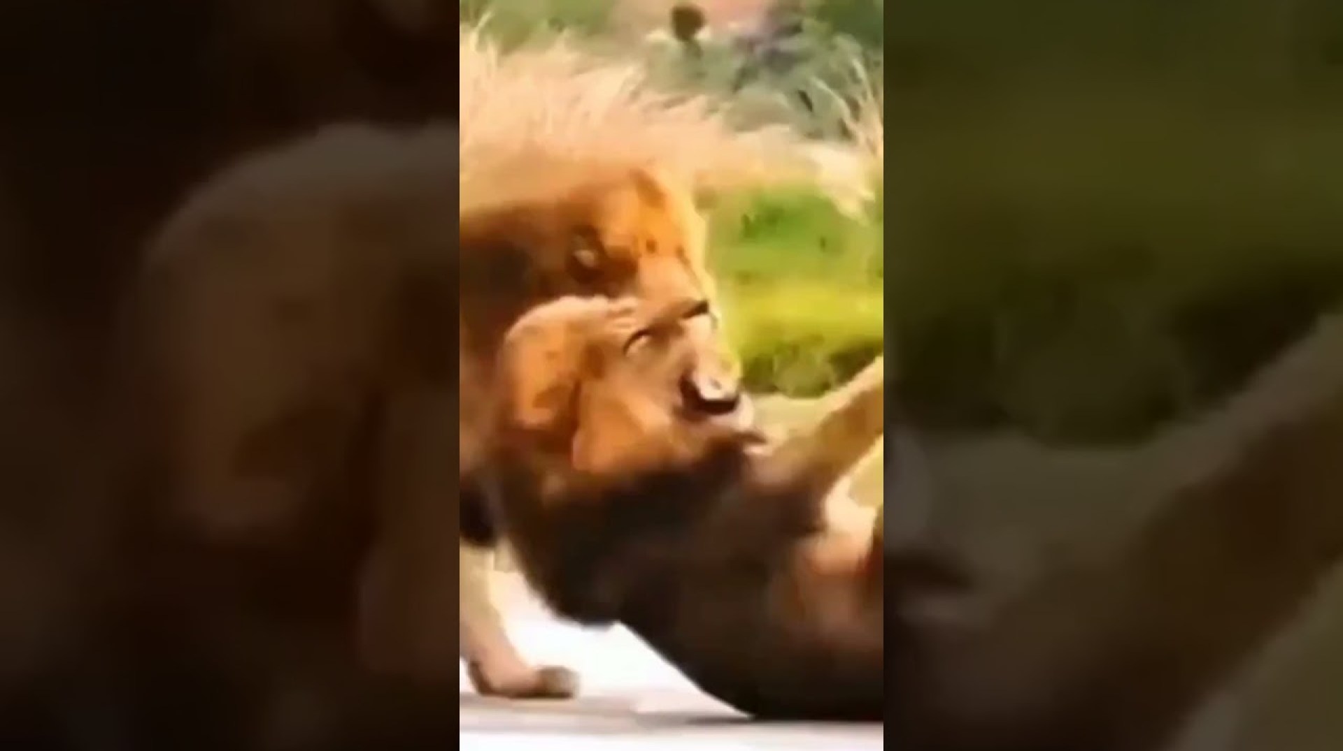 Lion VS Lion | | The deadly battle 01 #lion #lionattack #lionvslion #viduthalai #viduthalaipart2 Lion VS Lion | | The deadly battle 01 #lion #lionattack #lionvslion #viduthalai #viduthalaipart2