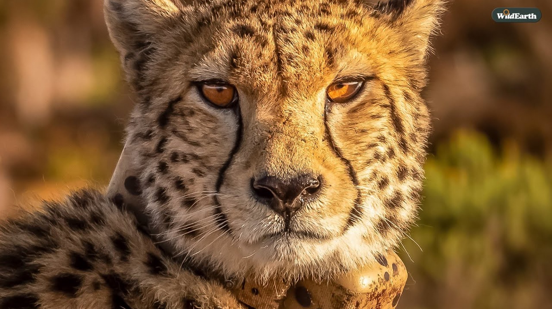 Elephantastic Cheetahs – SafariLIVE Sunrise – 28 December 2024 Elephantastic Cheetahs – SafariLIVE Sunrise – 28 December 2024