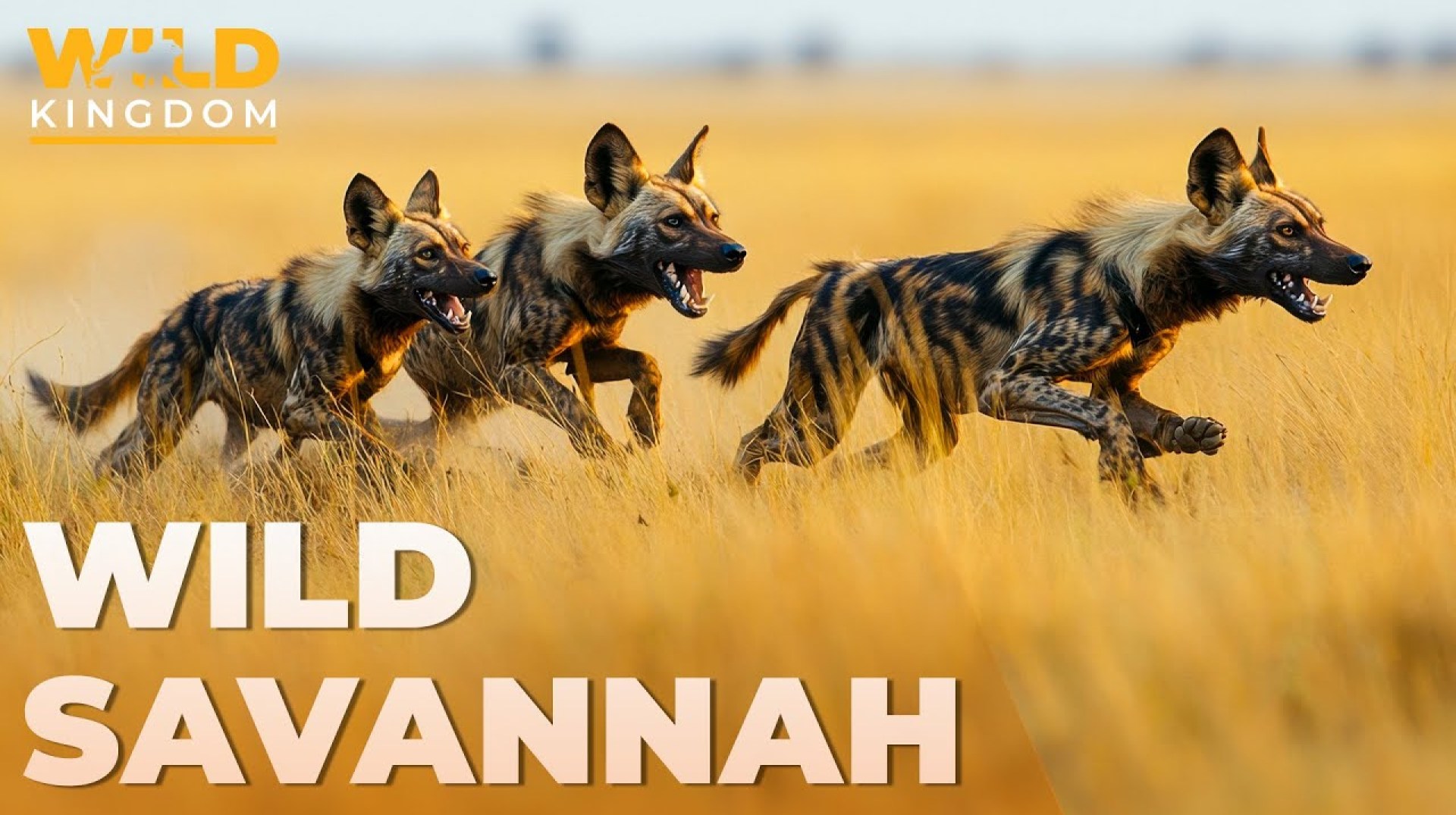 WILD SAVANNAH | Wild Dogs: Africa's Most Efficient Predators | Wildlife Documentary WILD SAVANNAH | Wild Dogs: Africa's Most Efficient Predators | Wildlife Documentary