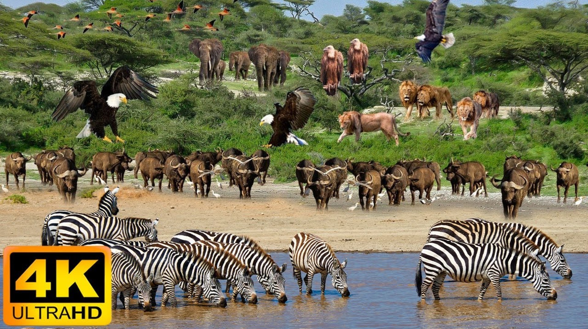 4K African Animals: Kakum National Park – Relaxing Music With Video About African Wildlife 4K African Animals: Kakum National Park – Relaxing Music With Video About African Wildlife