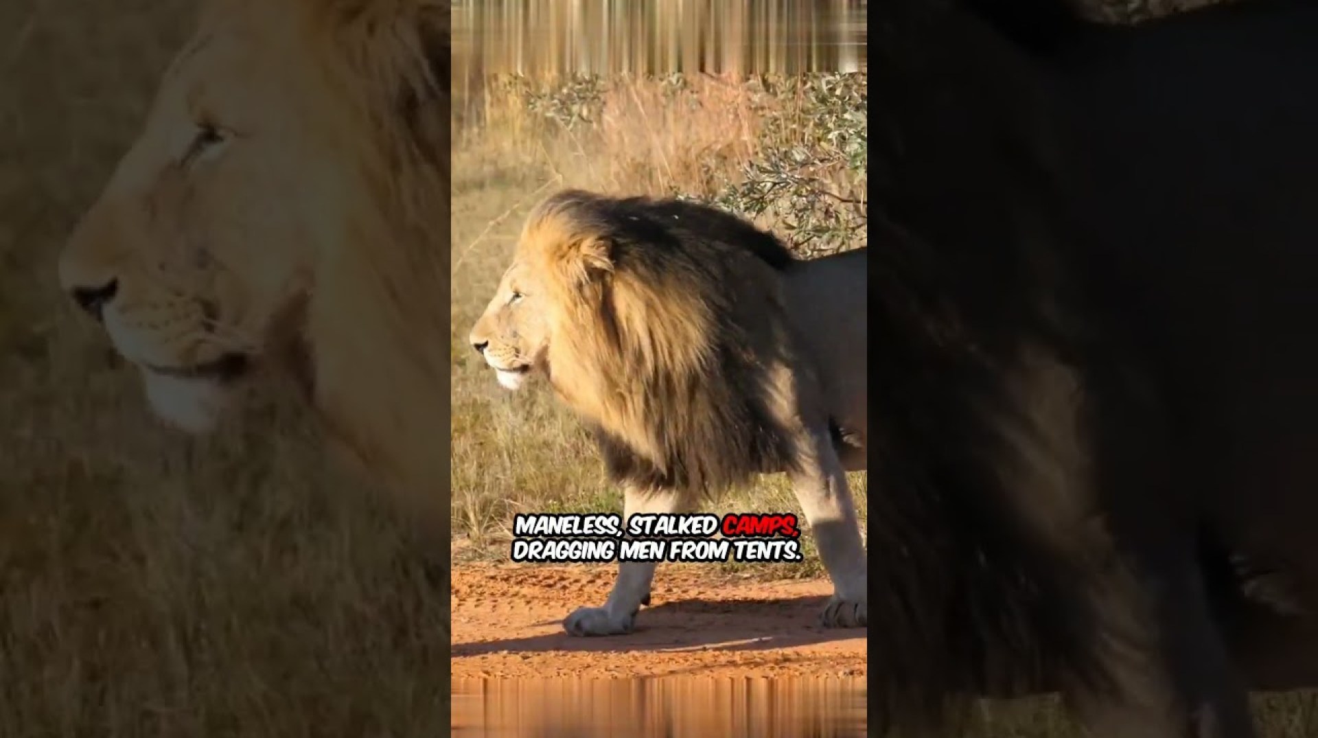 The Tsavo Man-Eaters: Lions of Terror #history #shorts The Tsavo Man-Eaters: Lions of Terror #history #shorts