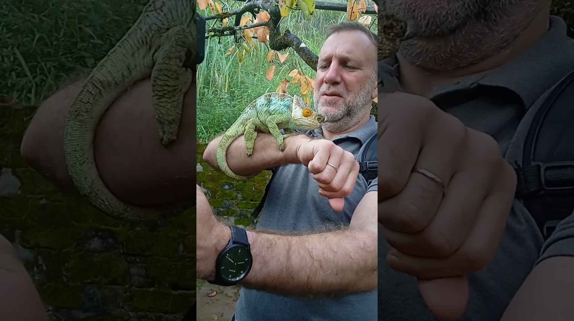 #Madagascar Tour for the chameleon #Madagascarvisit #madagascartrip#www.madagascar-visite. com #Madagascar Tour for the chameleon #Madagascarvisit #madagascartrip#www.madagascar-visite. com