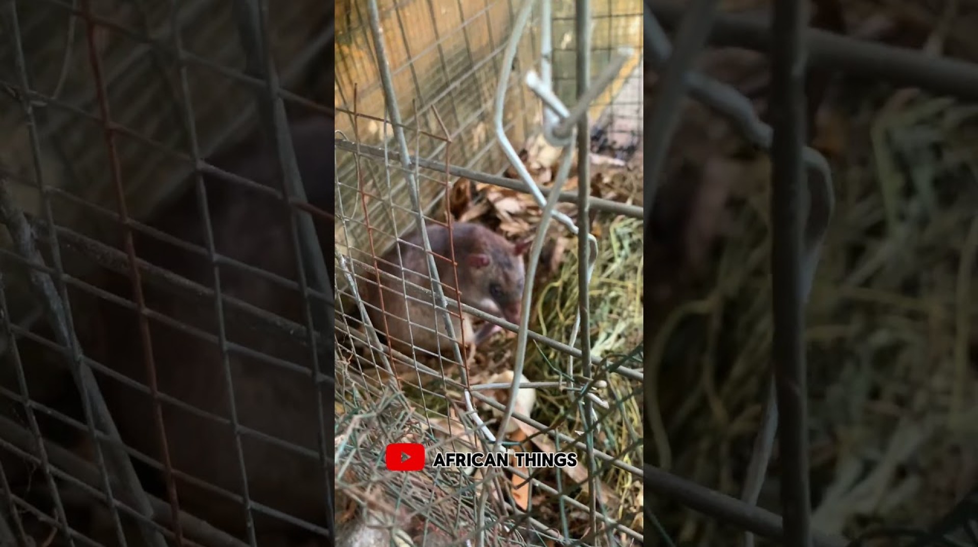 Bush rat at a backyard farm in Ghana 7 #africancountry #ghanaafrica #ghana #shorts Bush rat at a backyard farm in Ghana 7 #africancountry #ghanaafrica #ghana #shorts