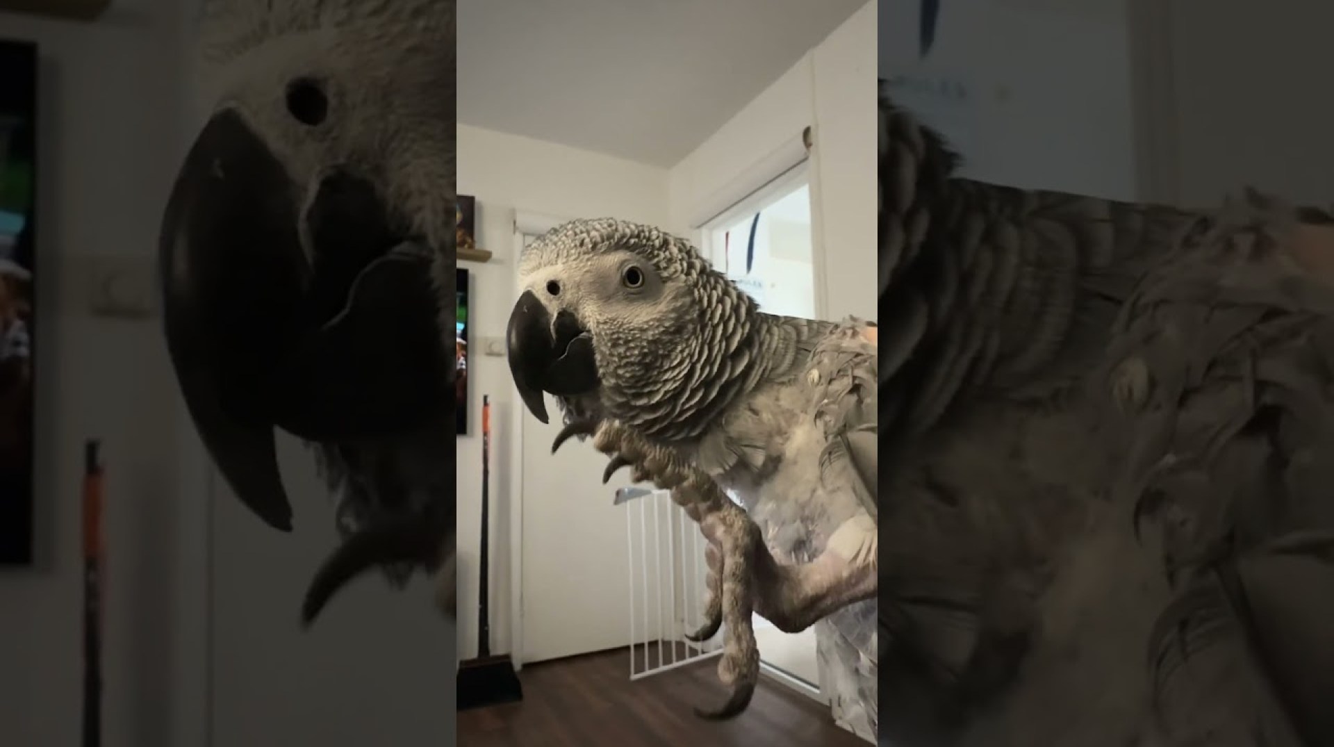 African grey parrot beat boxing African grey parrot beat boxing
