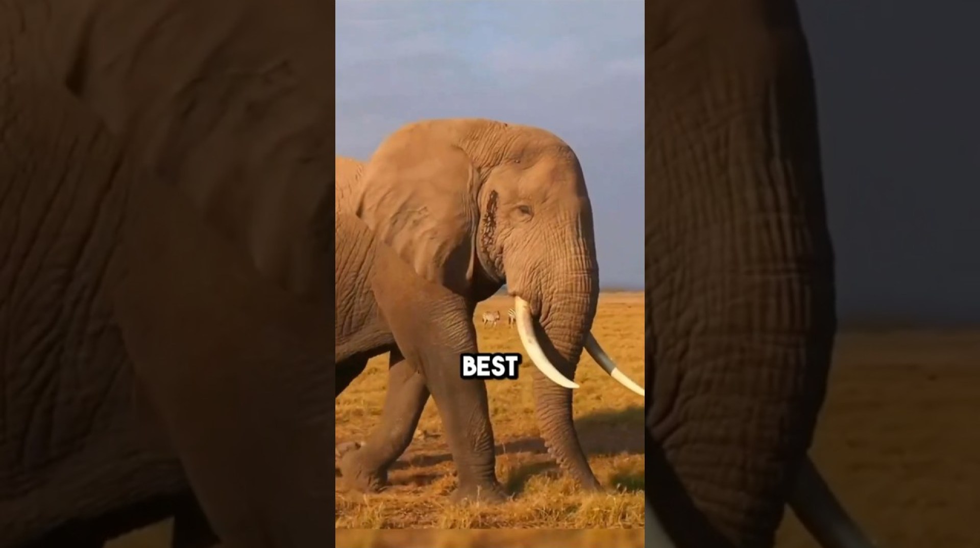 DISCOVER the SECRET LIFE of Forest Elephants! #horse #animallife #facts #animalfacts DISCOVER the SECRET LIFE of Forest Elephants! #horse #animallife #facts #animalfacts