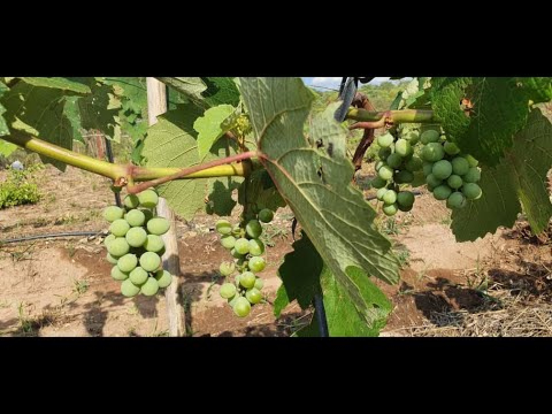 Worlds Best Organic Farm – In Zambia Kafue Worlds Best Organic Farm – In Zambia Kafue