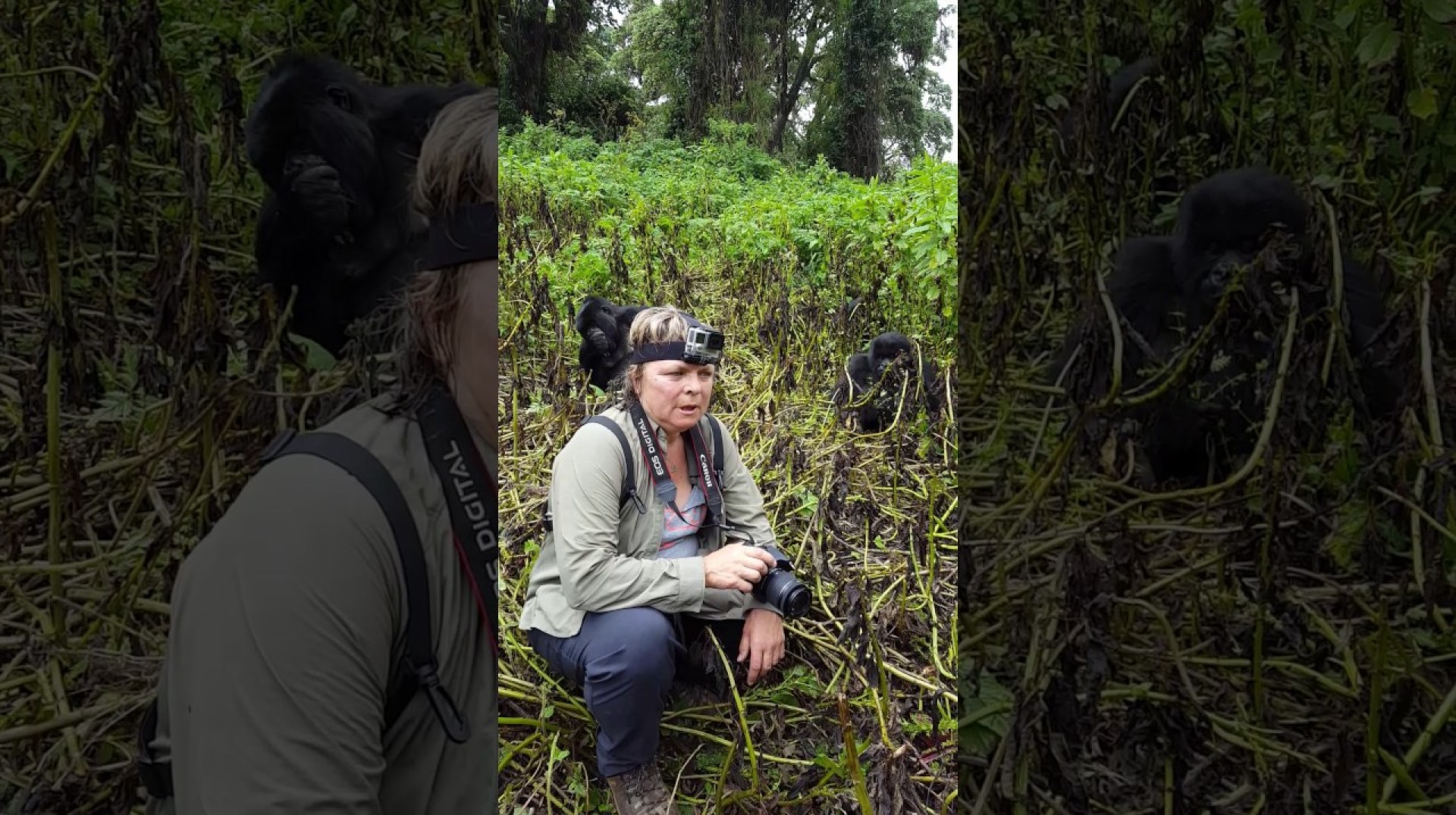 Gorilla trekking in Rwanda 2016 July Gorilla trekking in Rwanda 2016 July