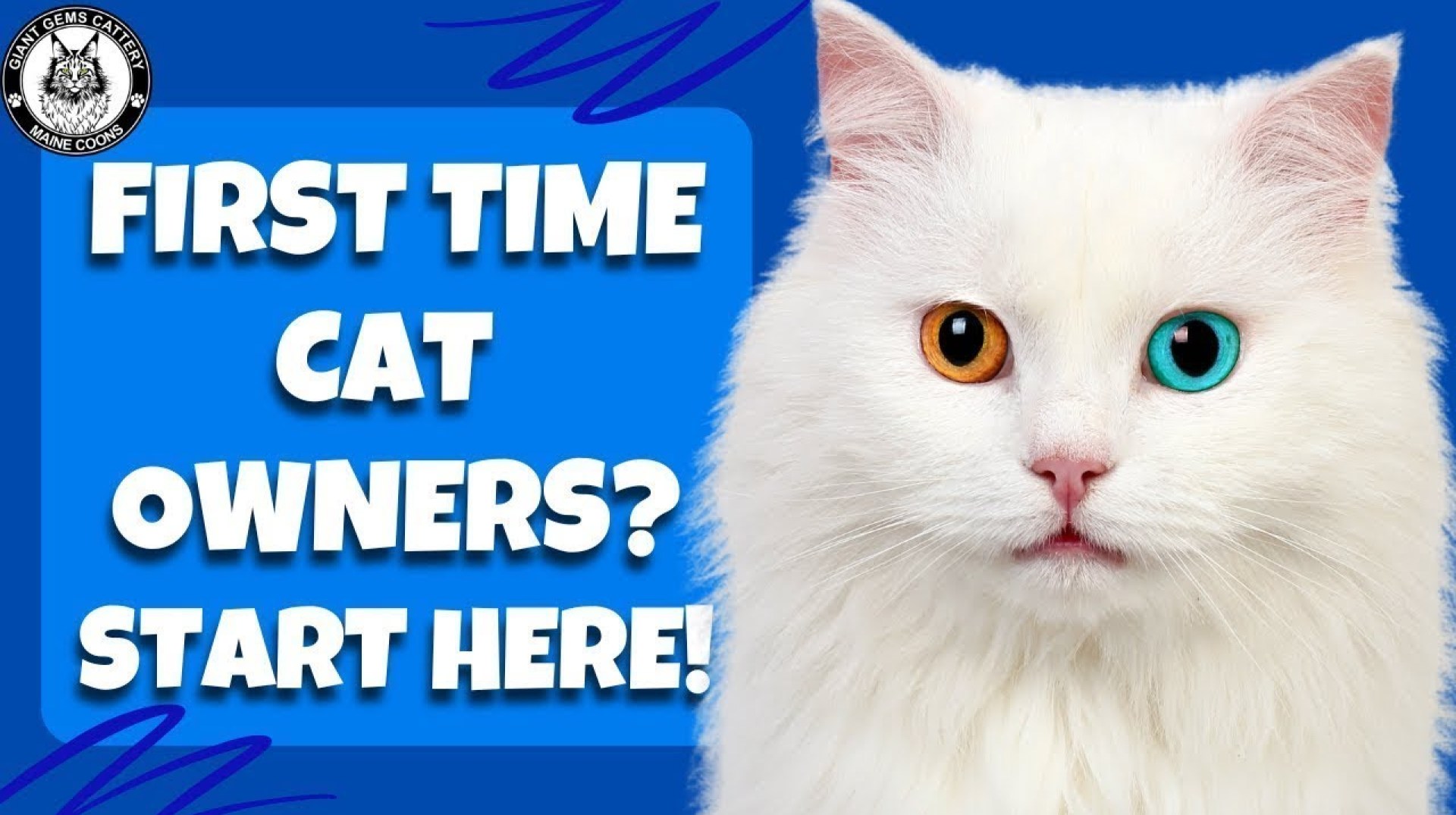 The Ultimate Guide for First-Time Cat Owners The Ultimate Guide for First-Time Cat Owners