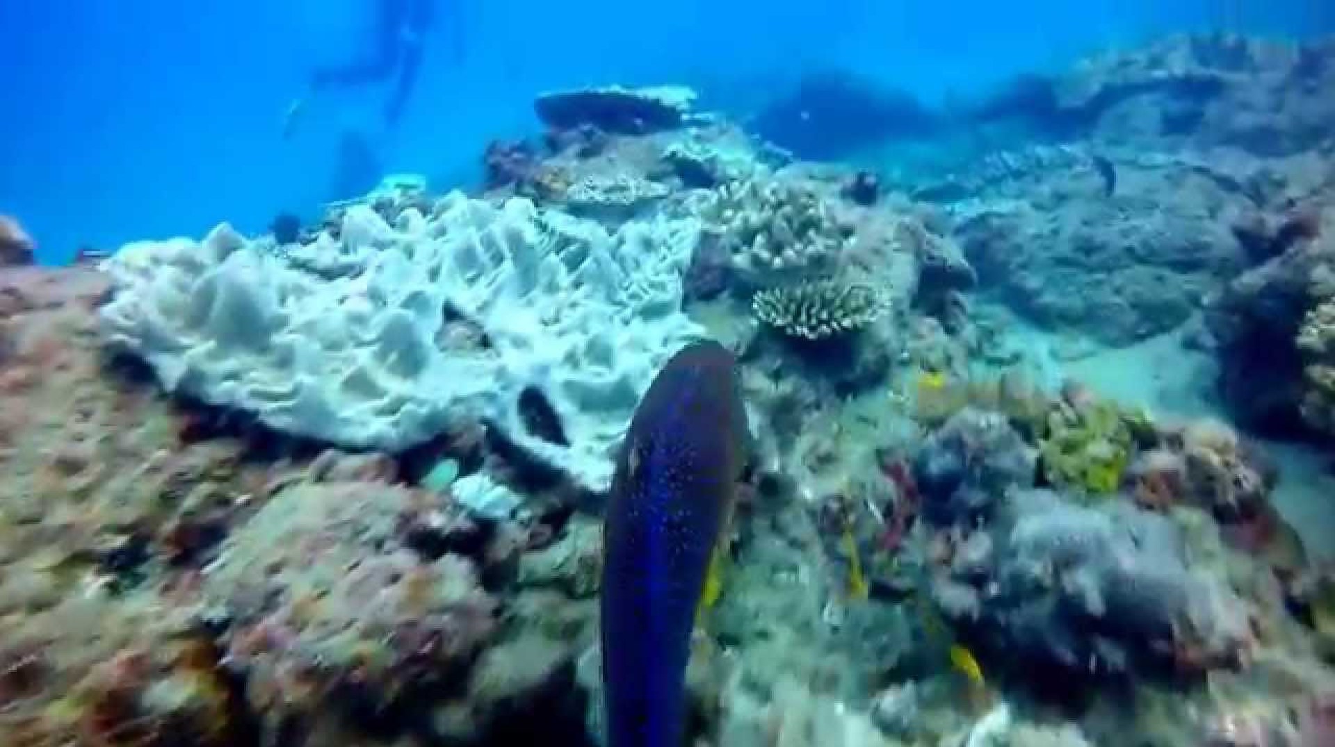 Diving in Ponta do Ouro Mozambique 2015 Diving in Ponta do Ouro Mozambique 2015