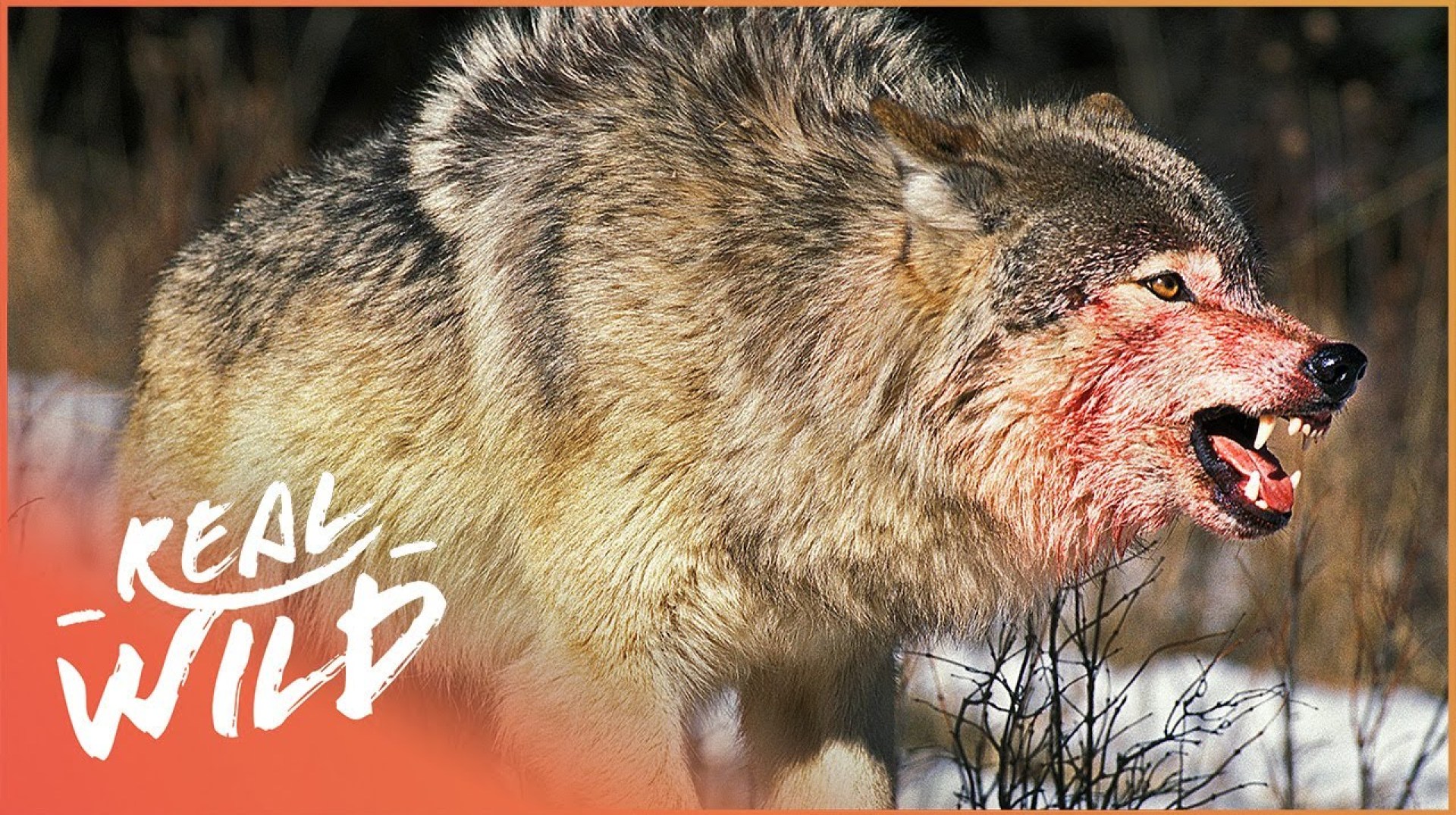 The War Of The Wolf Packs – Part 1 (Wolf Documentary HD) | White Wolf | Real Wild The War Of The Wolf Packs – Part 1 (Wolf Documentary HD) | White Wolf | Real Wild
