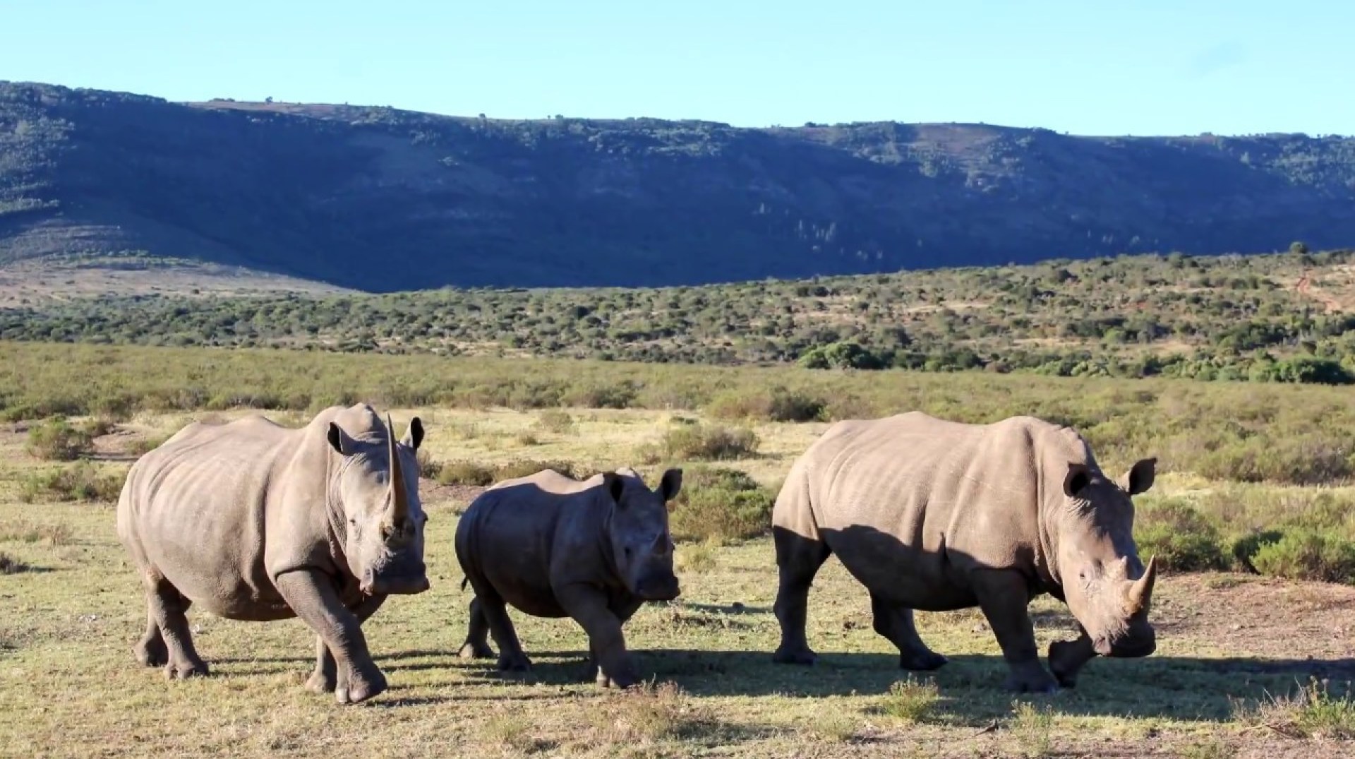 South African Honeymoon Cape Town & Pumba Private Game Reserve South African Honeymoon Cape Town & Pumba Private Game Reserve