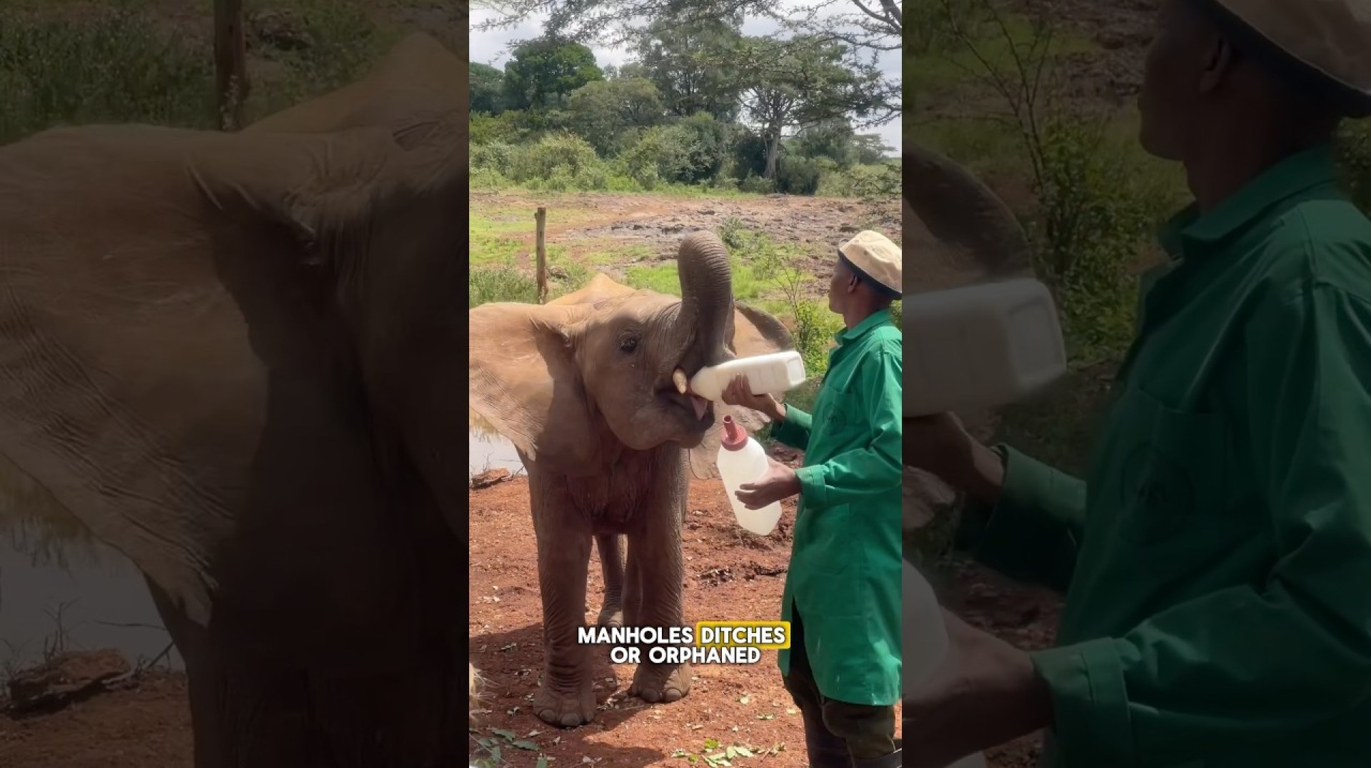 Baby. Elephants. Need I say more? #sheldrickwildlifetrust #kenya #africansafari #travelvlog Baby. Elephants. Need I say more? #sheldrickwildlifetrust #kenya #africansafari #travelvlog