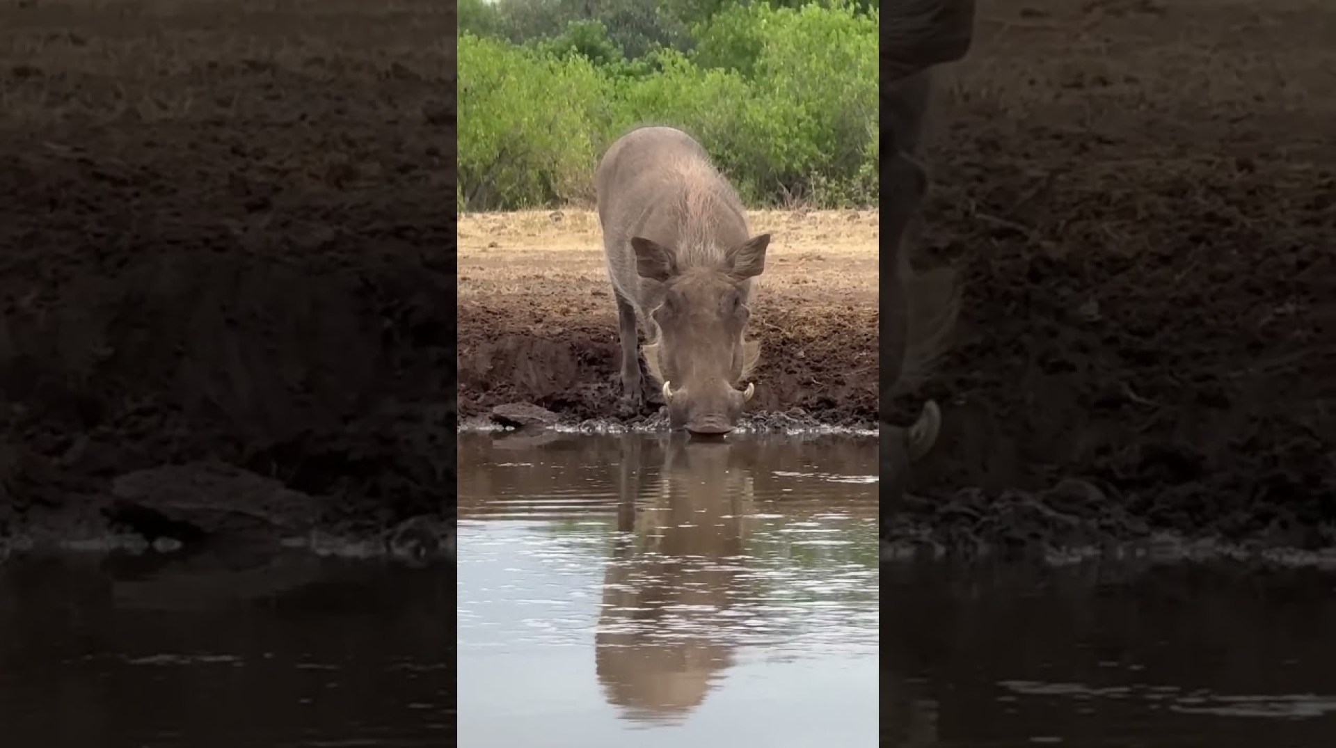 Warthogs dare Crocodiles to enjoy water || See what happened! #wildlife Warthogs dare Crocodiles to enjoy water || See what happened! #wildlife