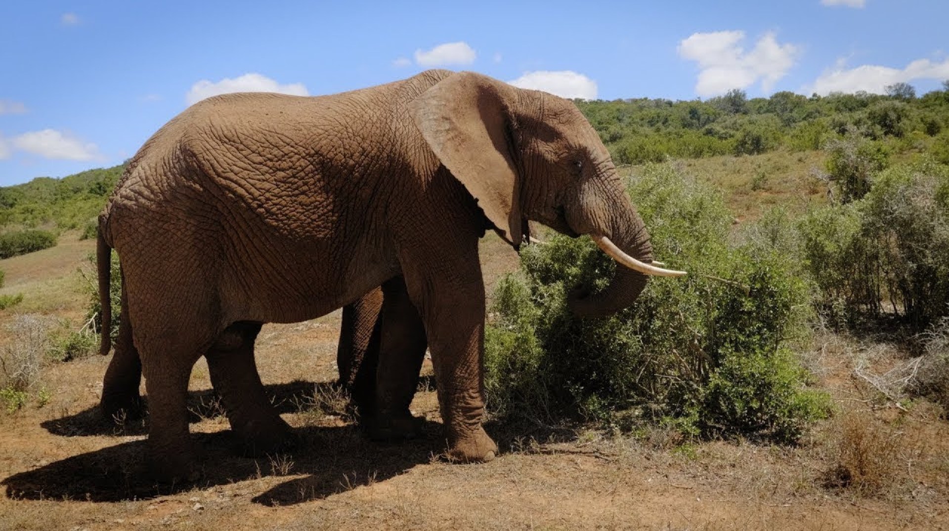 Visit Addo Elephant National Park in South Africa Visit Addo Elephant National Park in South Africa