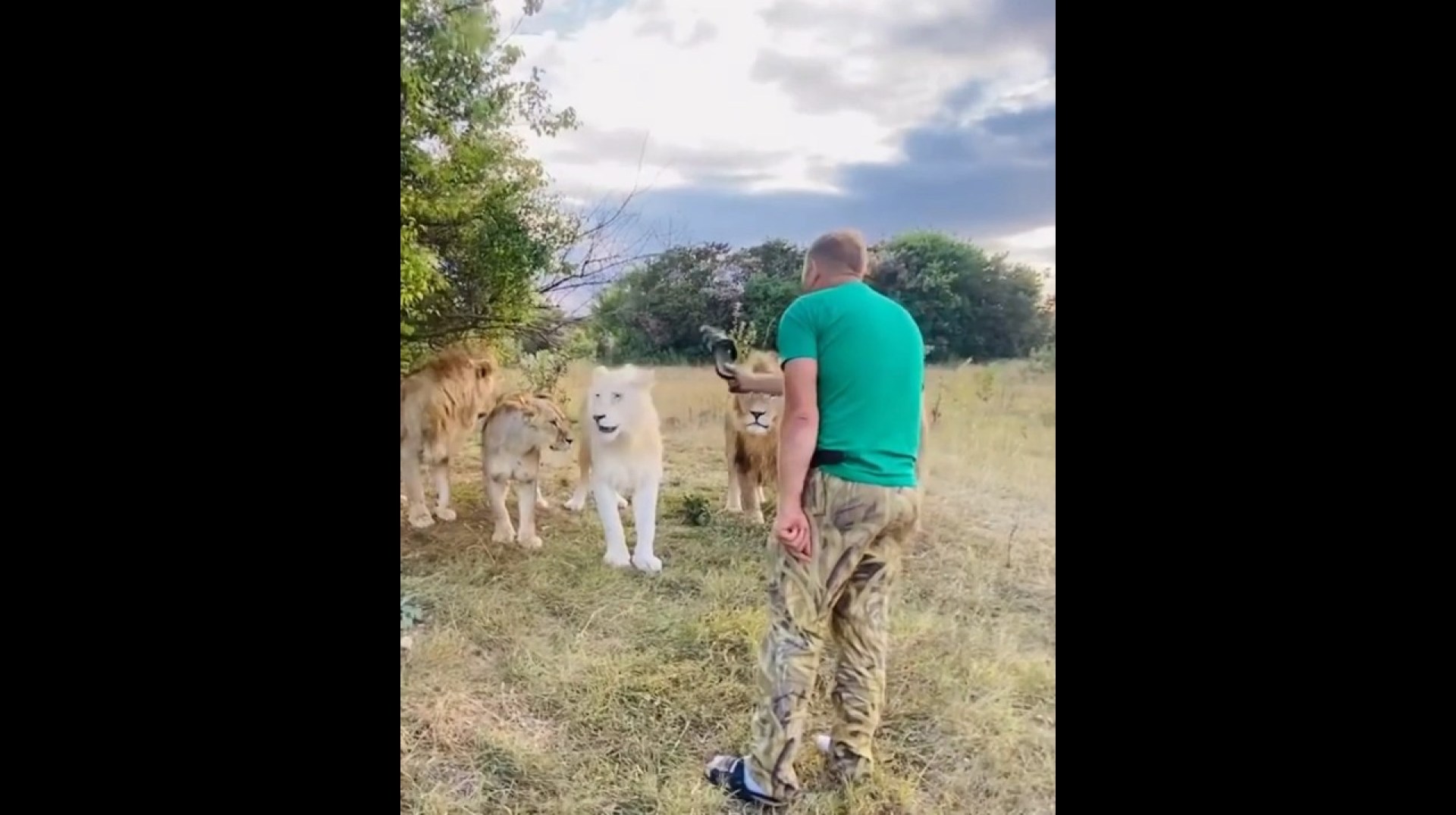 Why are lions afraid of sandals? #shortvideos #facts #amazingfacts Why are lions afraid of sandals? #shortvideos #facts #amazingfacts