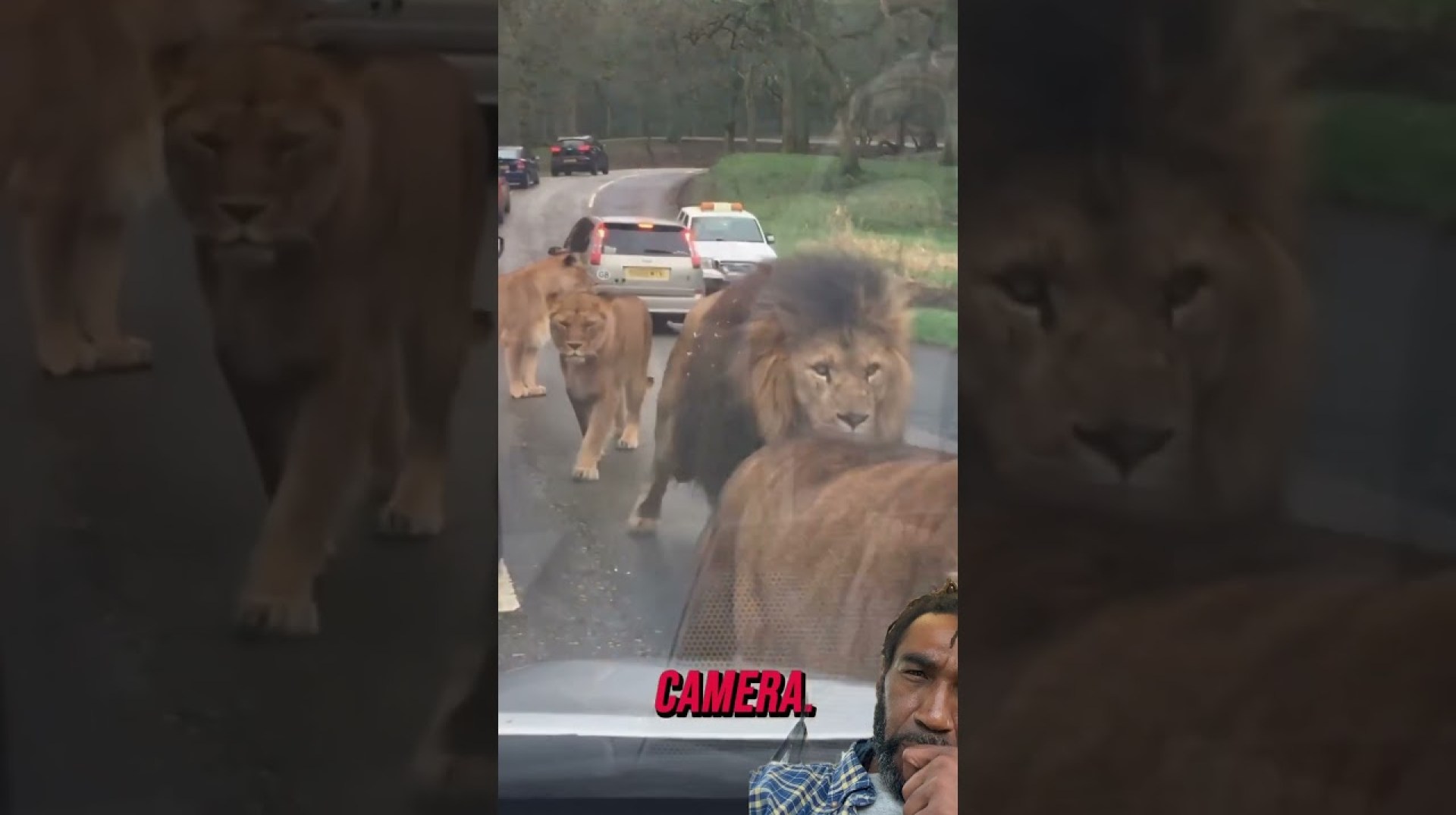Scary Lion Encounter! #scary #lions #africanews Scary Lion Encounter! #scary #lions #africanews