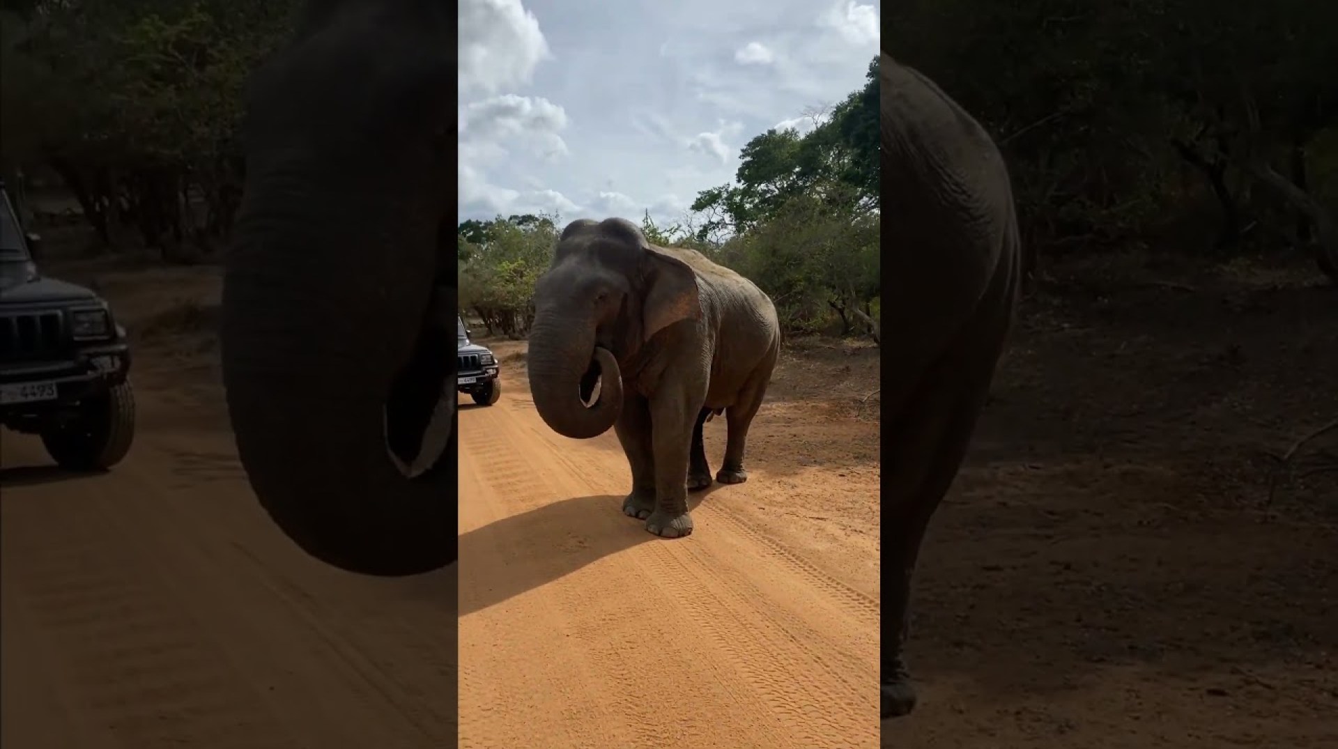 Excited Elephant Tries To Eat Cell Phone! Excited Elephant Tries To Eat Cell Phone!