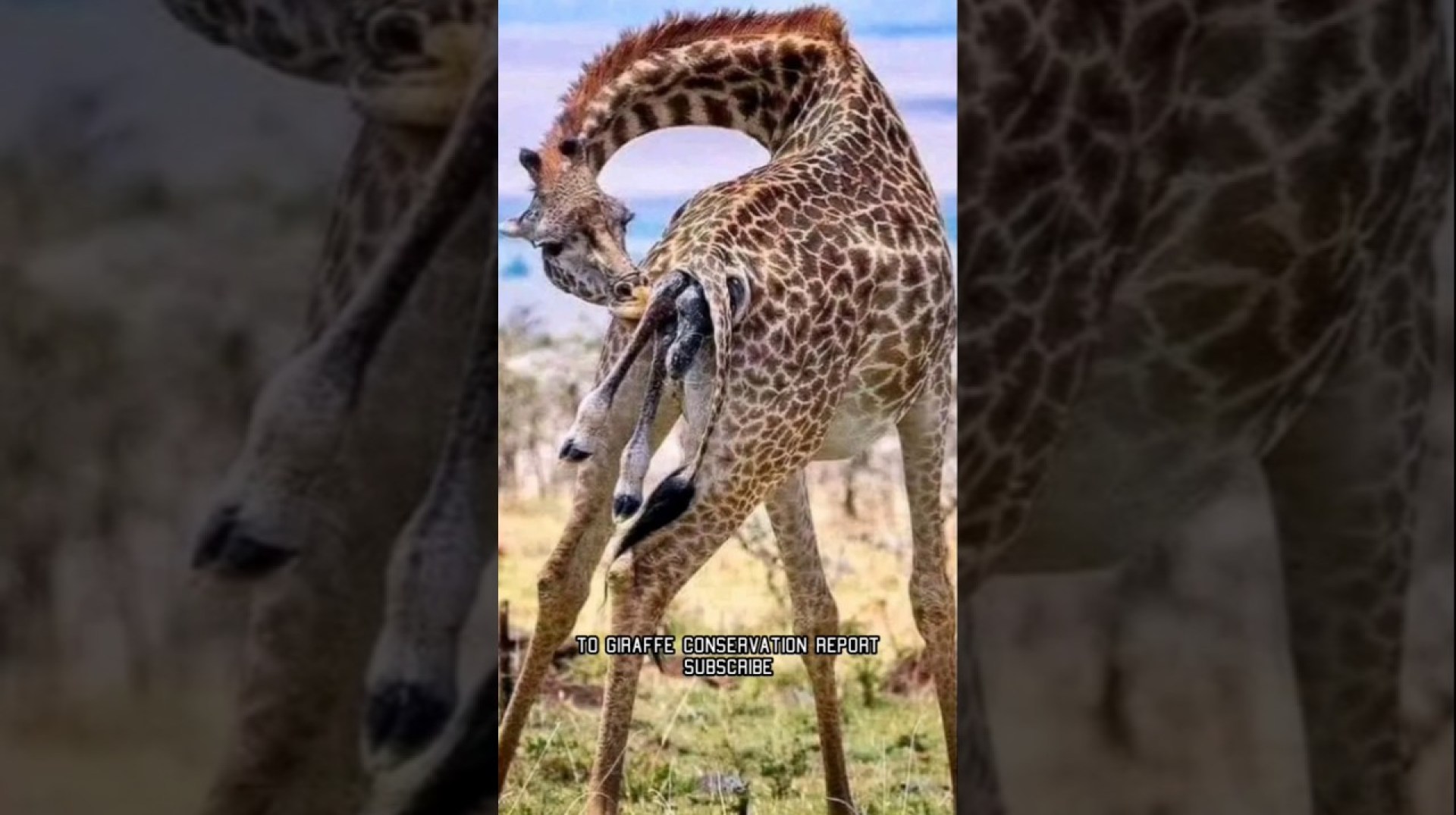 Giraffe in Africa #africanews #africa #news Giraffe in Africa #africanews #africa #news
