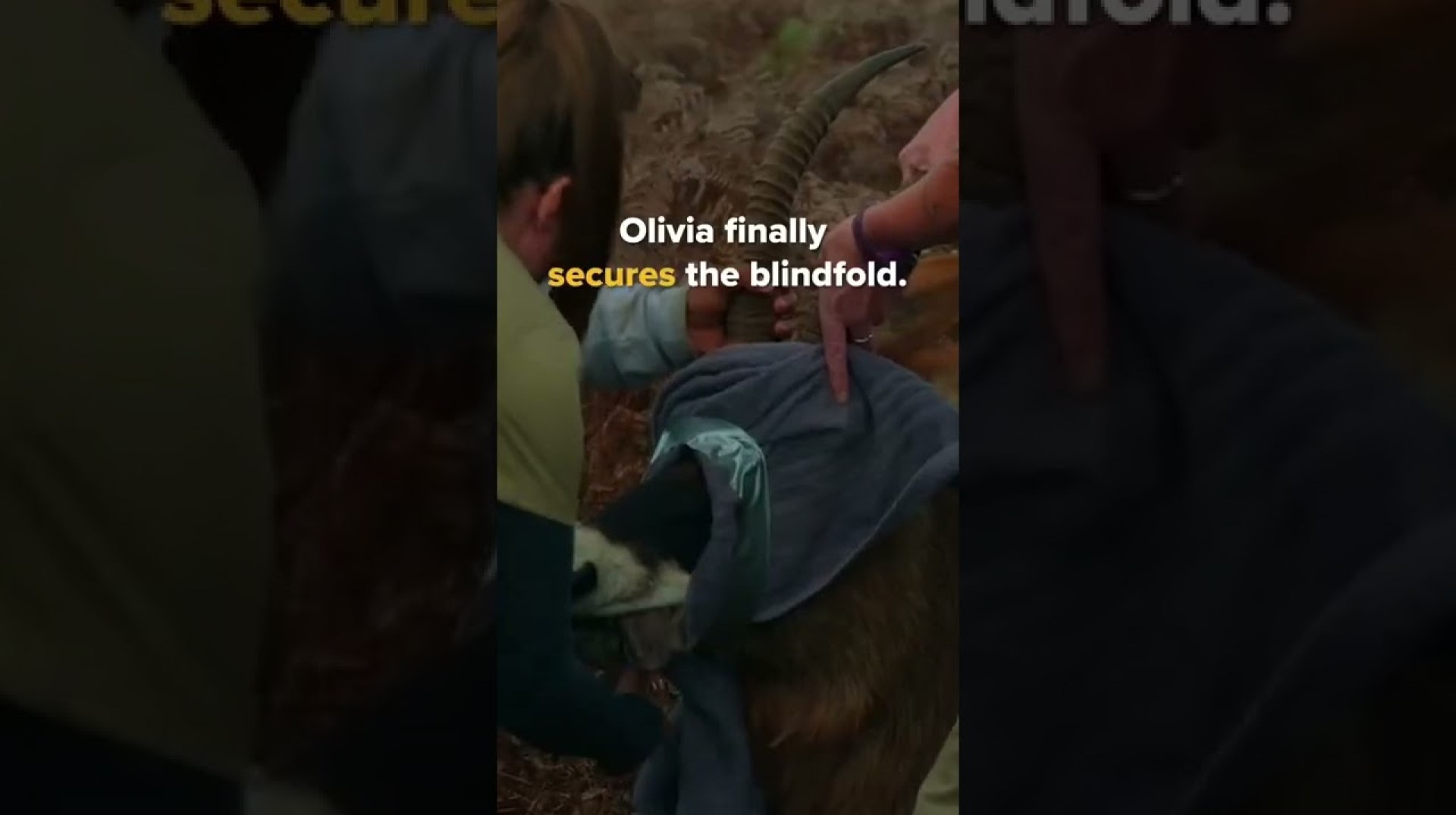 Large Antelope Needs to be Immobilized #antelope #wildliferescue #shorts Large Antelope Needs to be Immobilized #antelope #wildliferescue #shorts