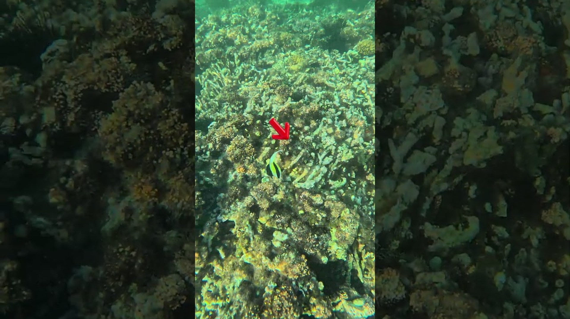 Moorish Idol of the Seychelles #fypviralシ #fish #snorkeling #underwater #seychelles #beach Moorish Idol of the Seychelles #fypviralシ #fish #snorkeling #underwater #seychelles #beach