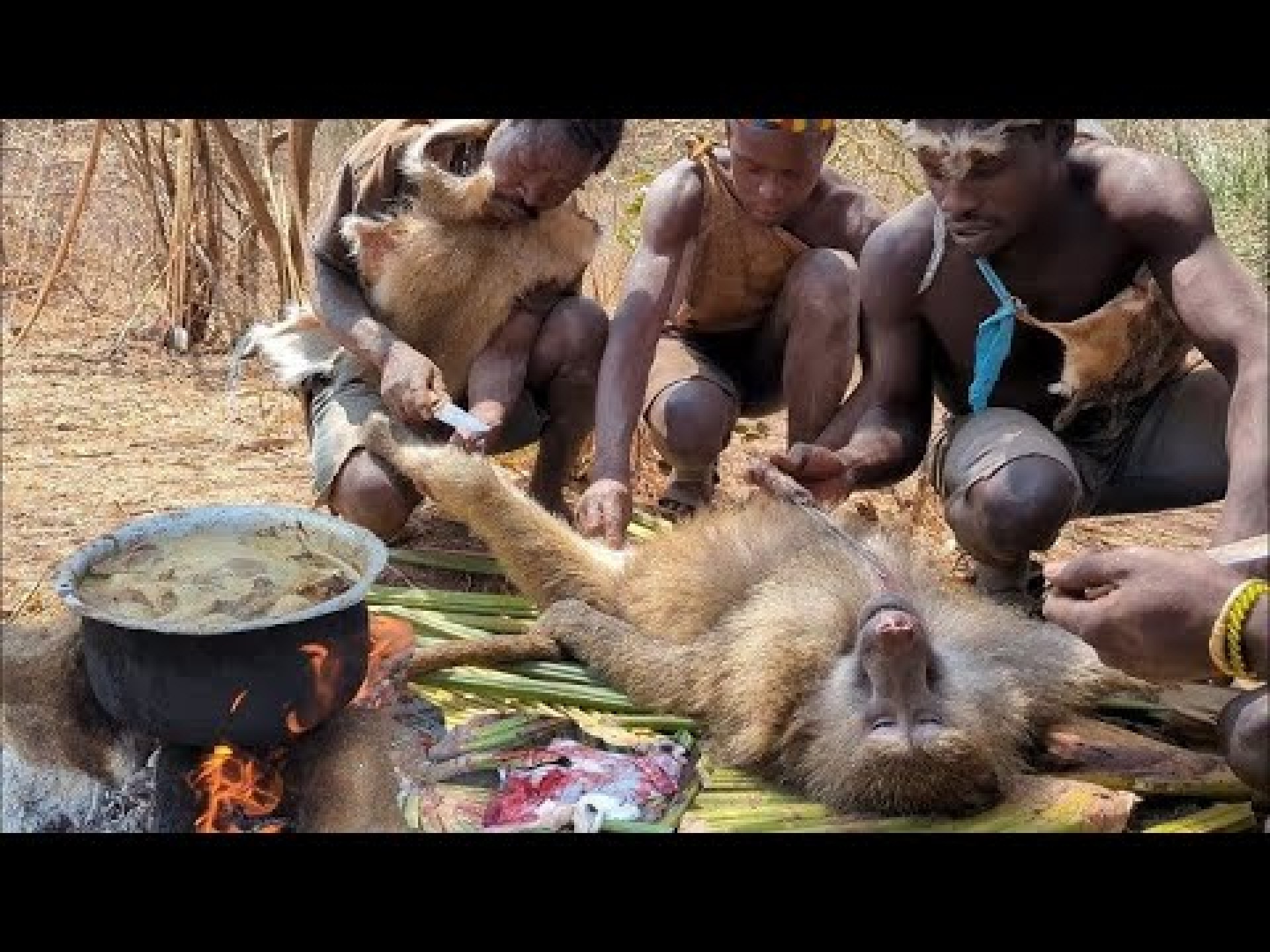 The Hadzabe Tribe BIG BABOON CATCH| Hunting,Cooking And Surviving In The Wild / #hadzabetribe The Hadzabe Tribe BIG BABOON CATCH| Hunting,Cooking And Surviving In The Wild / #hadzabetribe
