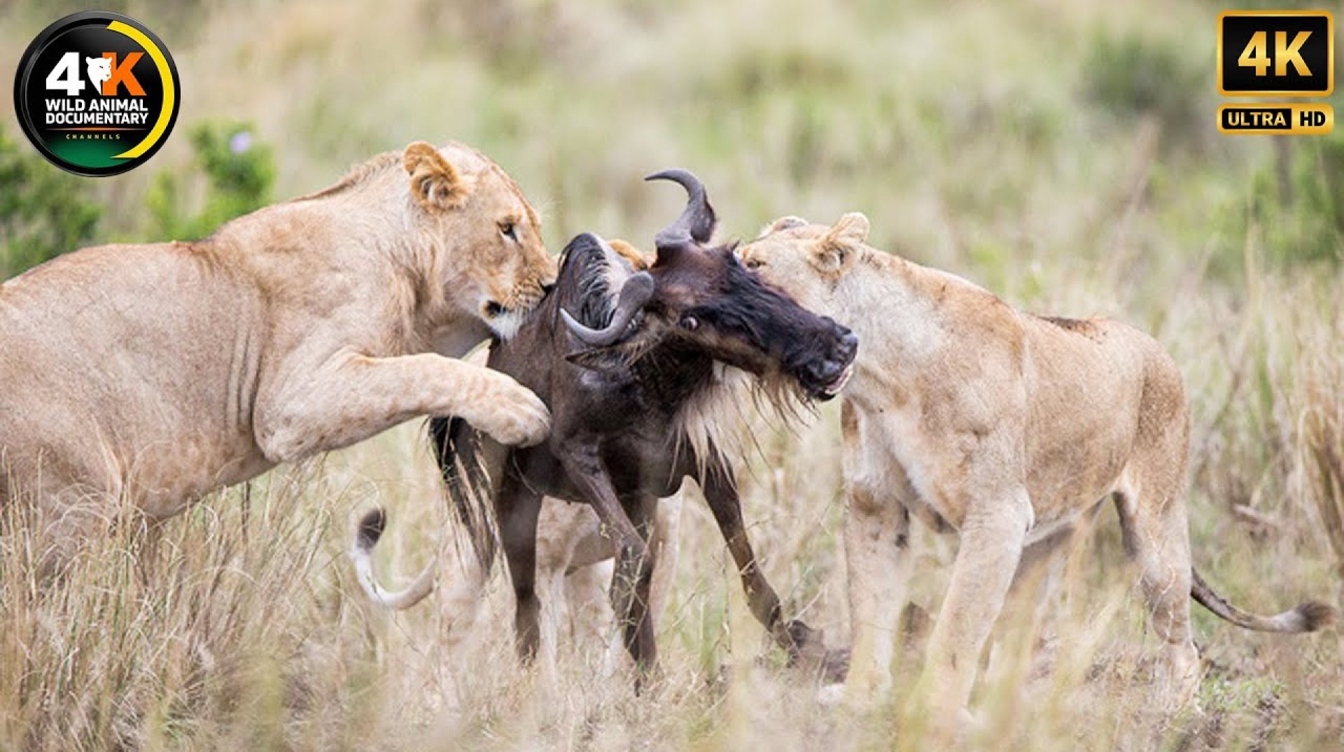 WILD AFRICA | Shocking Battles of Lions, Elephants, and Antelopes | Wild Animal Documentary #lion WILD AFRICA | Shocking Battles of Lions, Elephants, and Antelopes | Wild Animal Documentary #lion