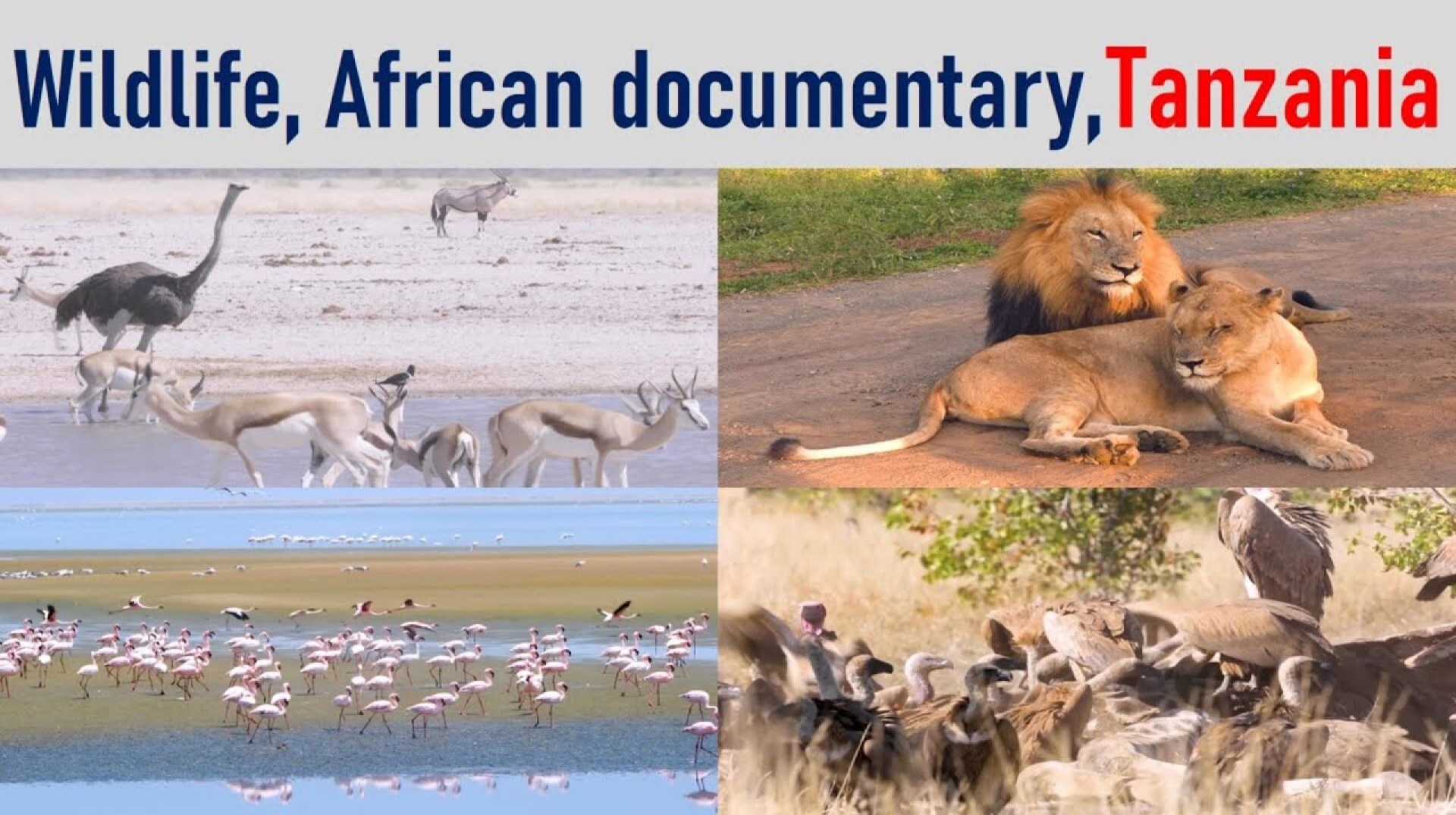 26 ll Real Voices of Wildlife and Nature l African Documentary l National Parks l Tanzania 26 ll Real Voices of Wildlife and Nature l African Documentary l National Parks l Tanzania