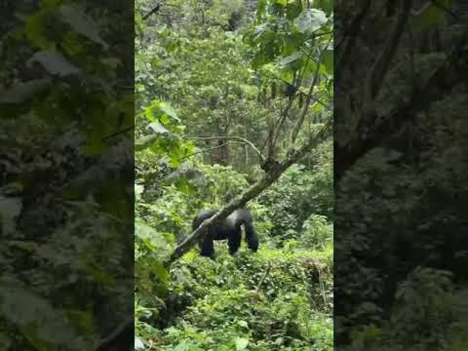 Gorilla trekking in Uganda #gorillas #gorillatrekking #uganda #bwindi #africa #photography #travel Gorilla trekking in Uganda #gorillas #gorillatrekking #uganda #bwindi #africa #photography #travel