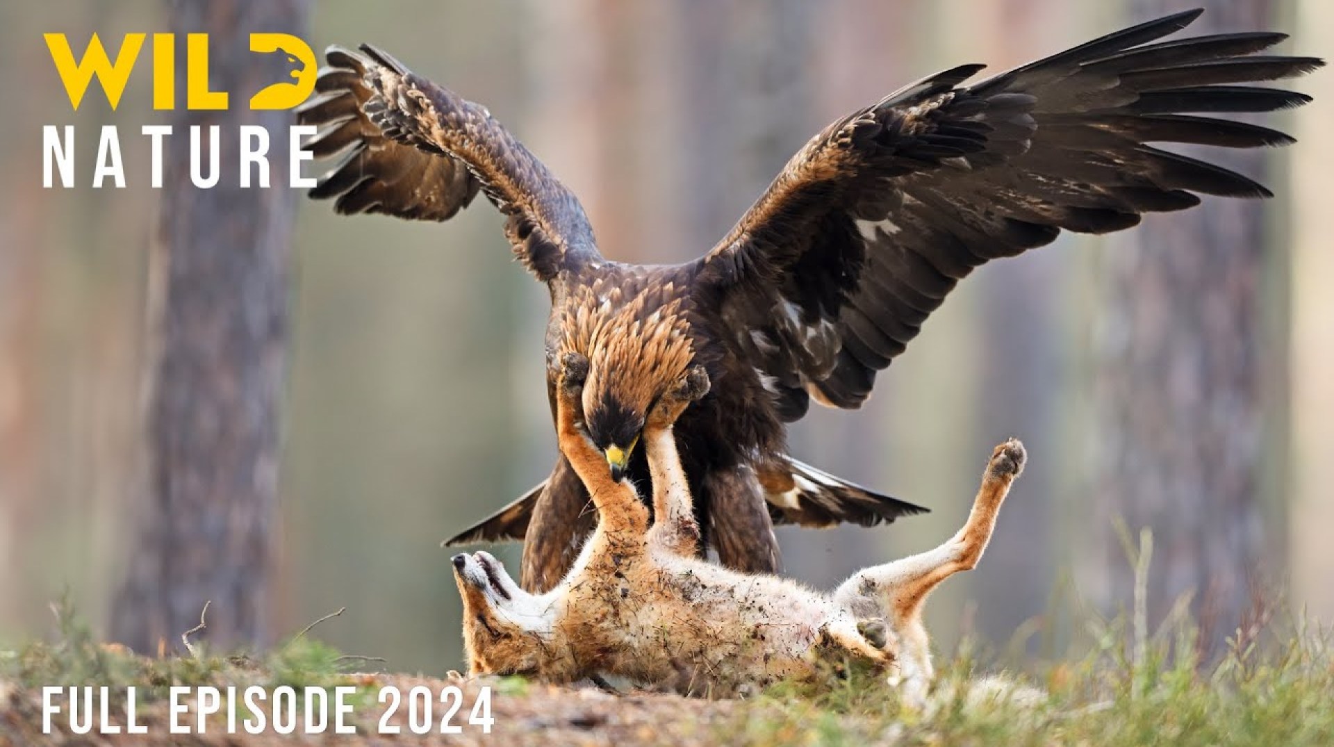 WILD YOSEMITE | The Battle for Survival Amidst Majestic Nature | Animal documentary WILD YOSEMITE | The Battle for Survival Amidst Majestic Nature | Animal documentary