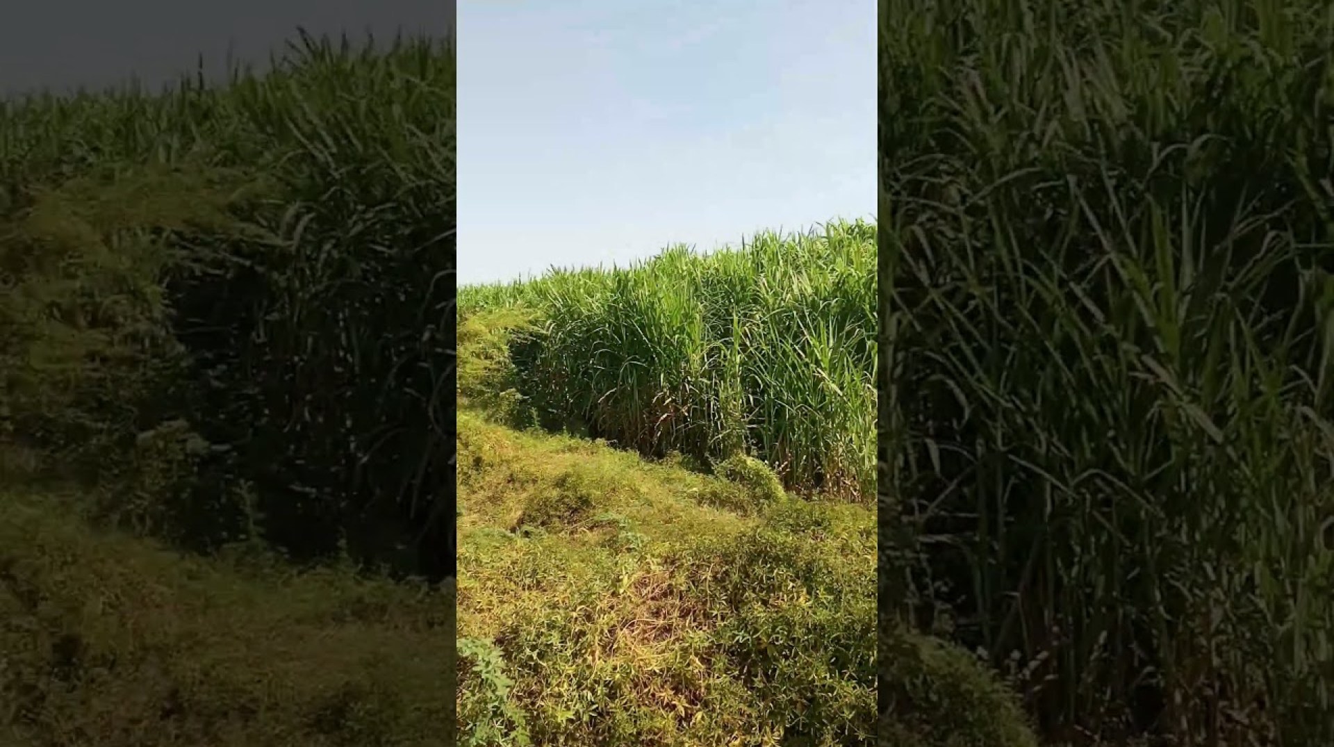 Animal feed farm #farming #agriculture on Ethiopia Animal feed farm #farming #agriculture on Ethiopia
