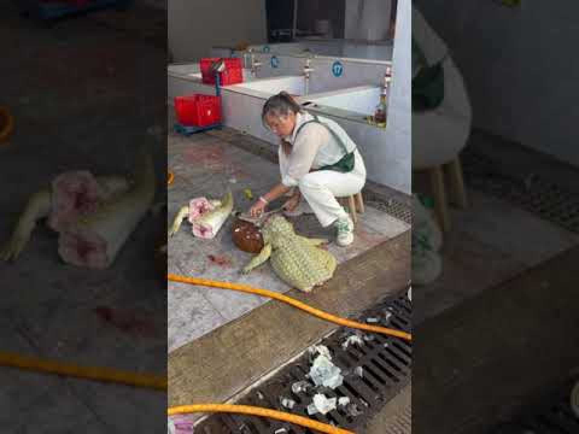 Crocodile Meat #shorts Crocodile Meat #shorts