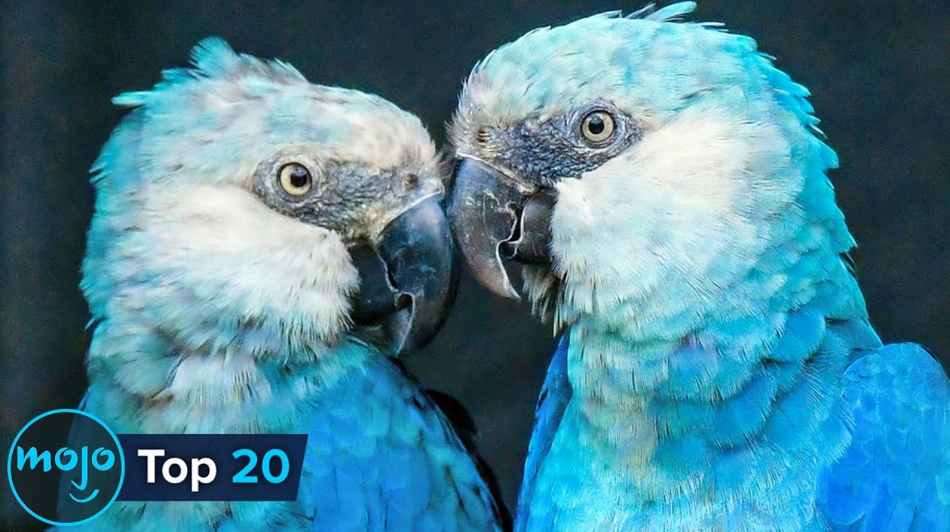 Top 20 Extraordinary Rare Animals Top 20 Extraordinary Rare Animals