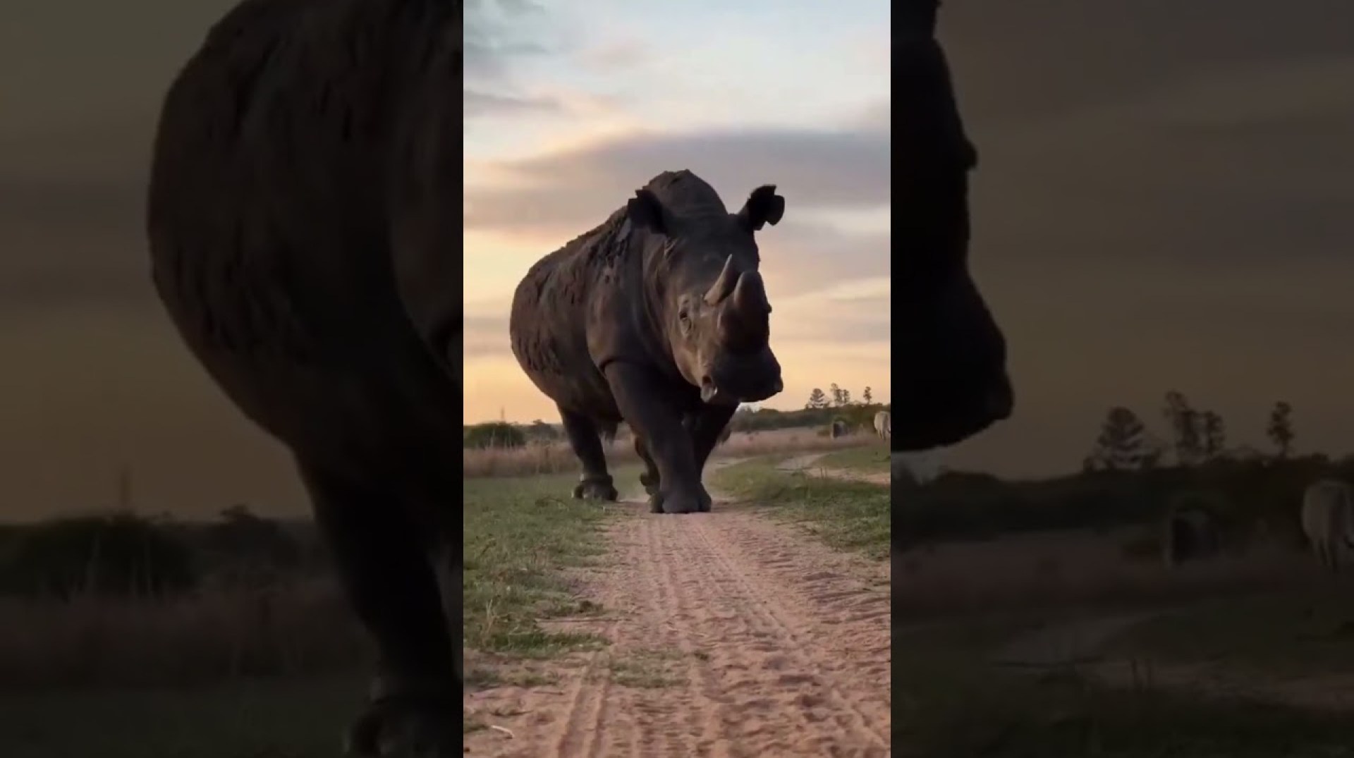 Small VS Big Animal TRANSFORMATION #power #animals Small VS Big Animal TRANSFORMATION #power #animals
