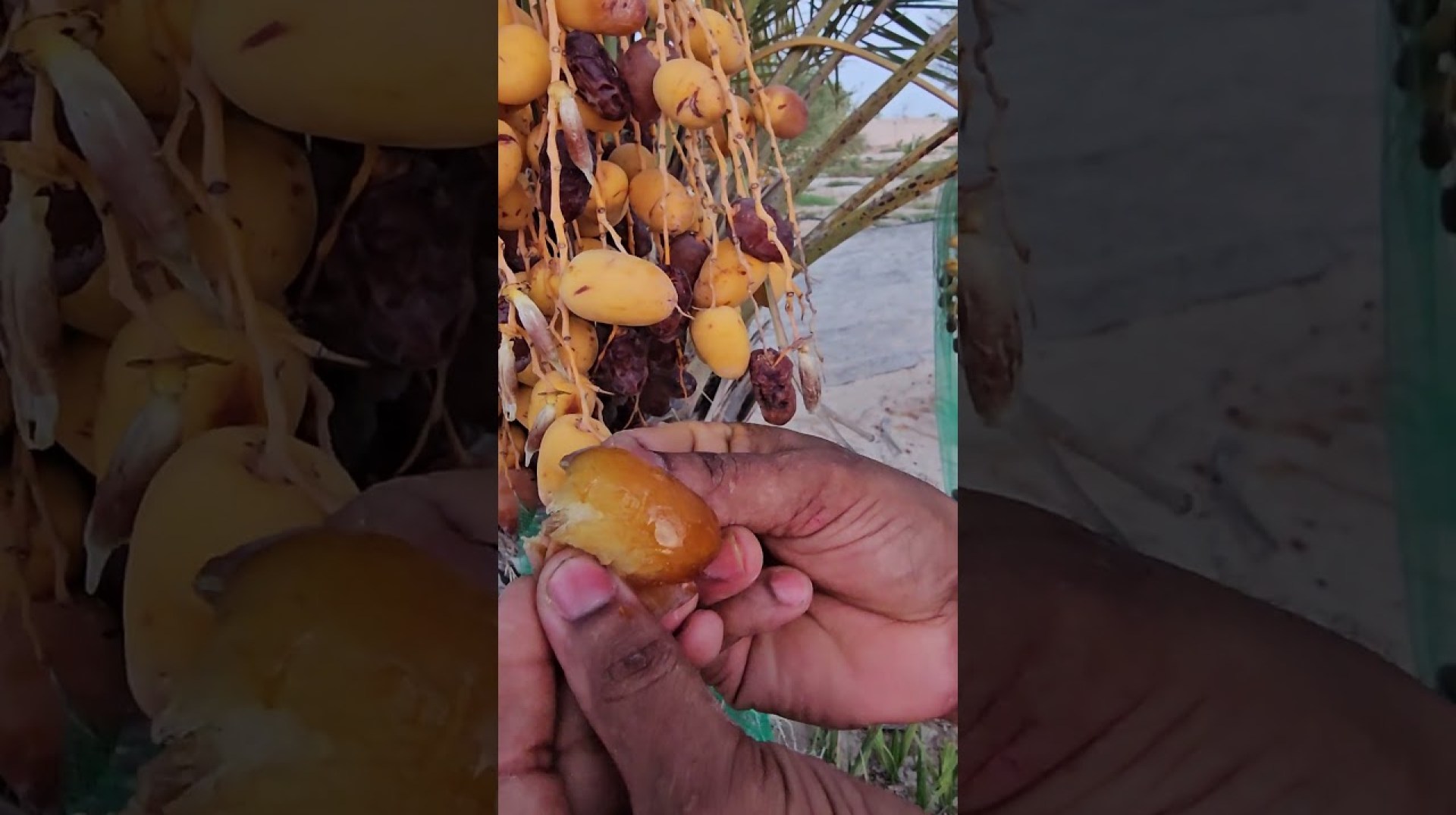 Medical fruit /Dates removed#Dates #fruit #shorts#uae Medical fruit /Dates removed#Dates #fruit #shorts#uae