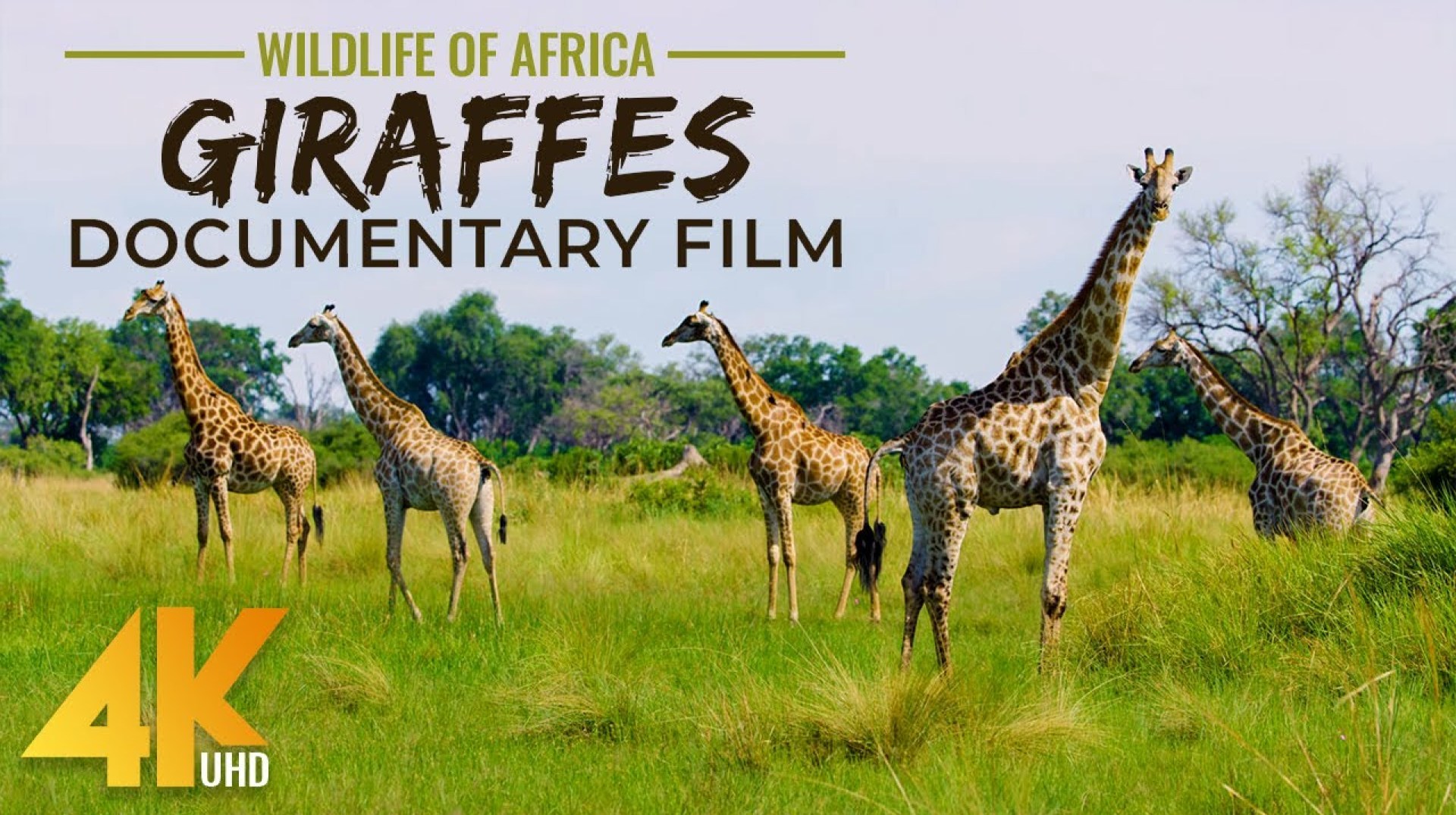 Graceful Giants – GIRAFFES Documentary Film in 4K UHD – Incredible Wildlife of Africa Graceful Giants – GIRAFFES Documentary Film in 4K UHD – Incredible Wildlife of Africa