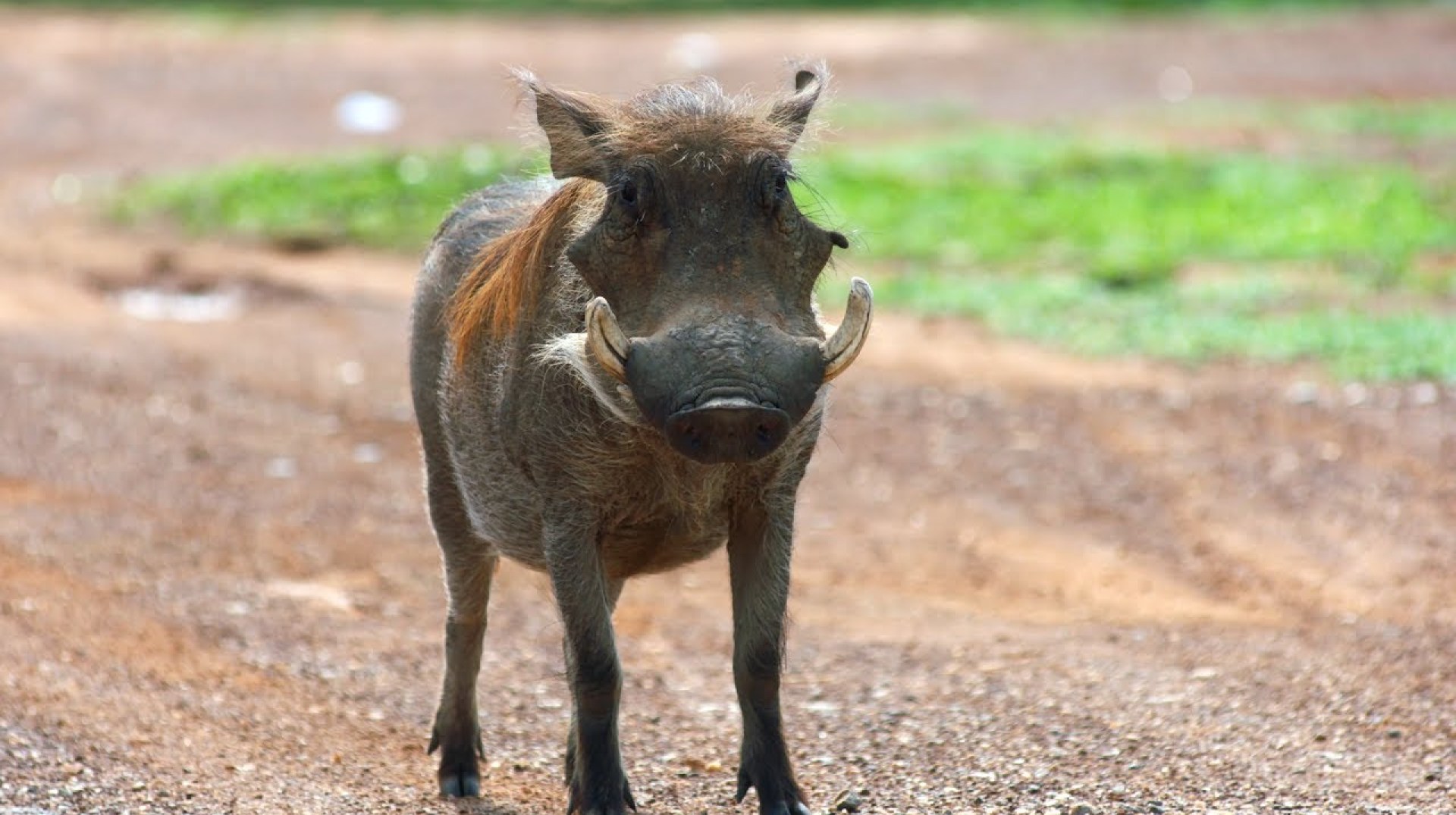 Mole National Park – Timothy Edzeani Doh (Ghana) Mole National Park – Timothy Edzeani Doh (Ghana)