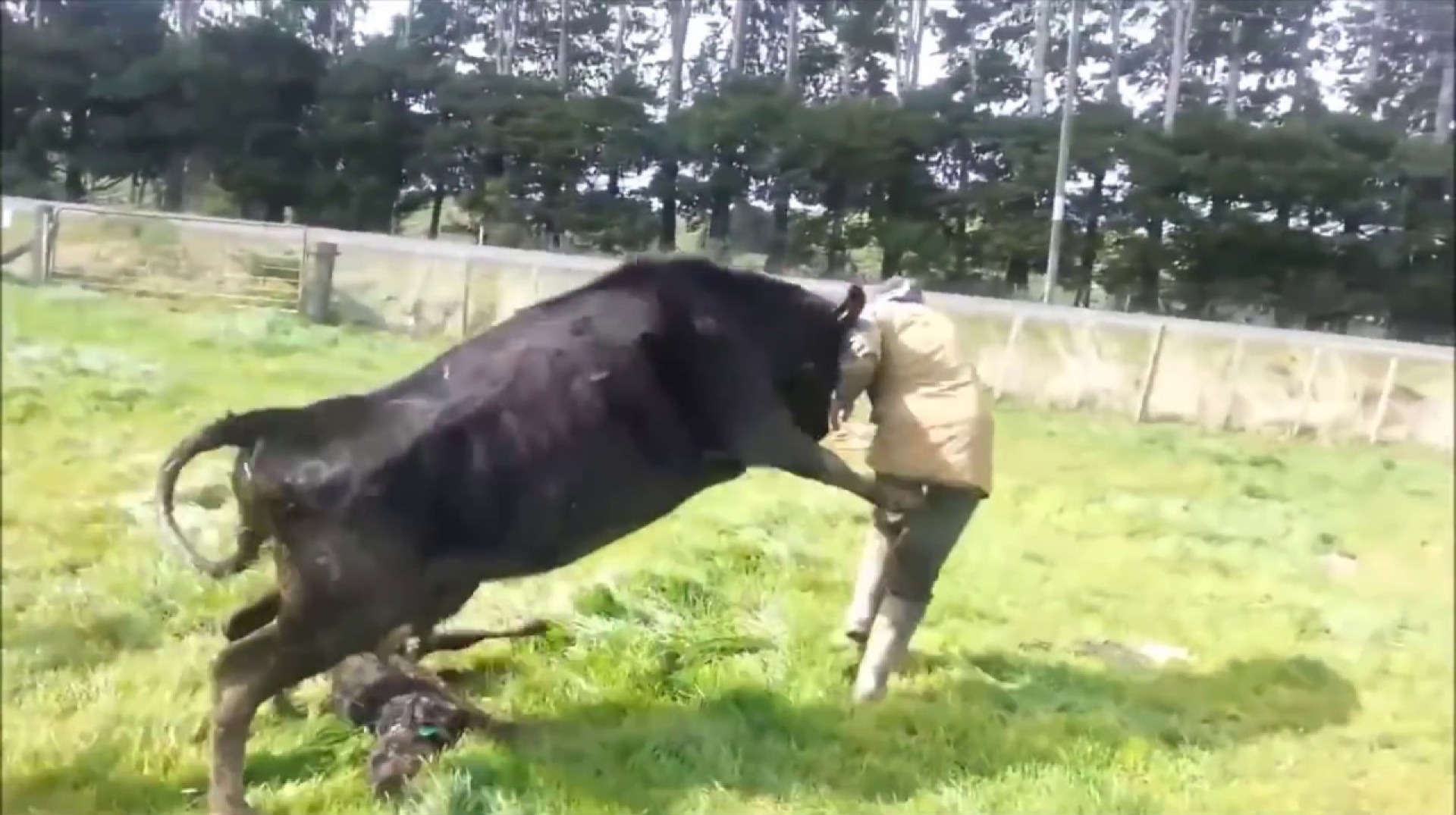Mother Cow Protects Baby Calf, Attacks Dairy Farmer Mother Cow Protects Baby Calf, Attacks Dairy Farmer