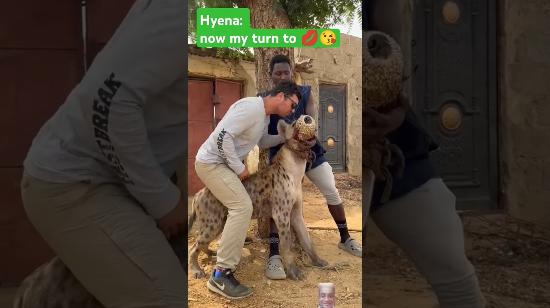 Don't run even the Hyena wanted to kiss you too.#shortsfeed #ytshorts #wildlife #animals #hyena Don't run even the Hyena wanted to kiss you too.#shortsfeed #ytshorts #wildlife #animals #hyena