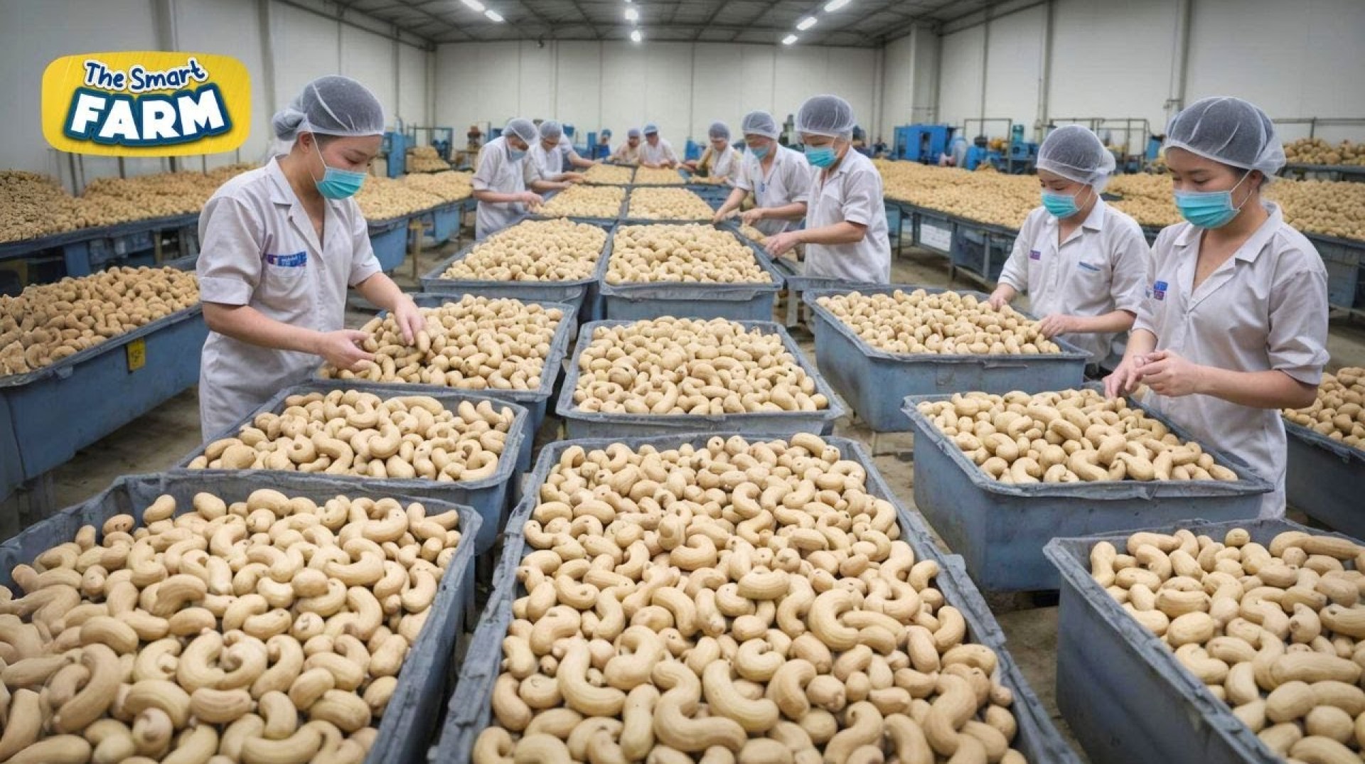 The BIGGEST Cashew Nuts Production Line You Should See: Mega Cashew Nuts Factory The BIGGEST Cashew Nuts Production Line You Should See: Mega Cashew Nuts Factory