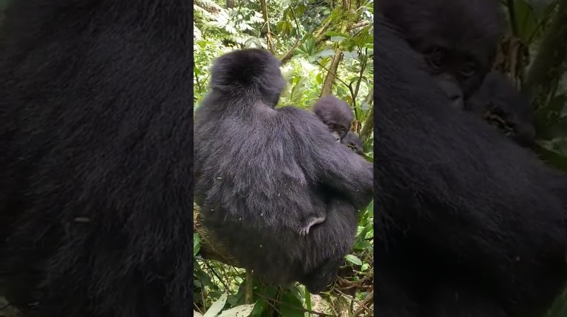 Uganda gorilla trekking #ugandagorillatrekking #gorillatrackinginuganda #gorillasinuganda #bwindi Uganda gorilla trekking #ugandagorillatrekking #gorillatrackinginuganda #gorillasinuganda #bwindi